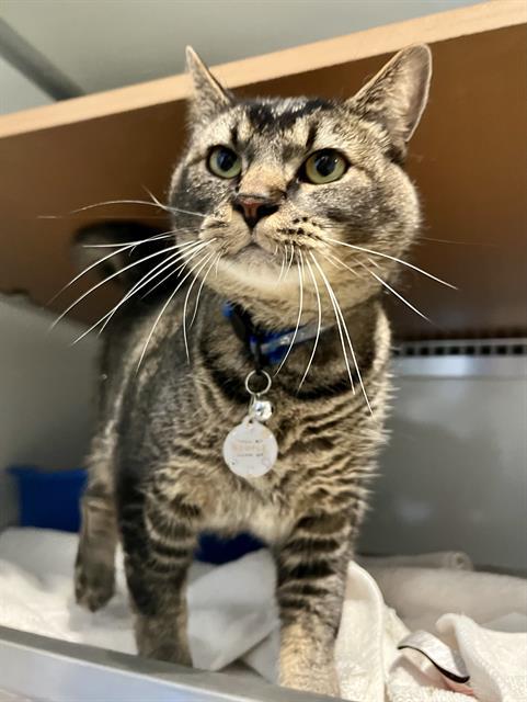 Enlarge SMOKEY, a Adoptable Domestic Short Hair in San Francisco, CA image 1/1