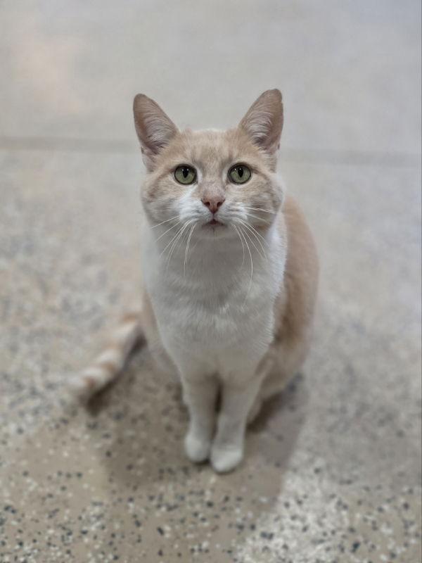 Olive, Adoptable, Adult Female Domestic Short Hair.