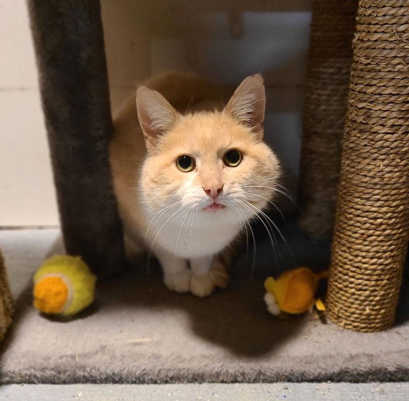 Olive, a Adoptable Domestic Short Hair in Woodsfield, OH image 2/3