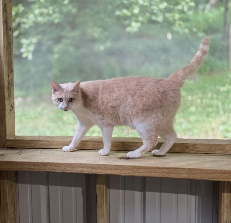 Olive, a Adoptable Domestic Short Hair in Woodsfield, OH image 3/3