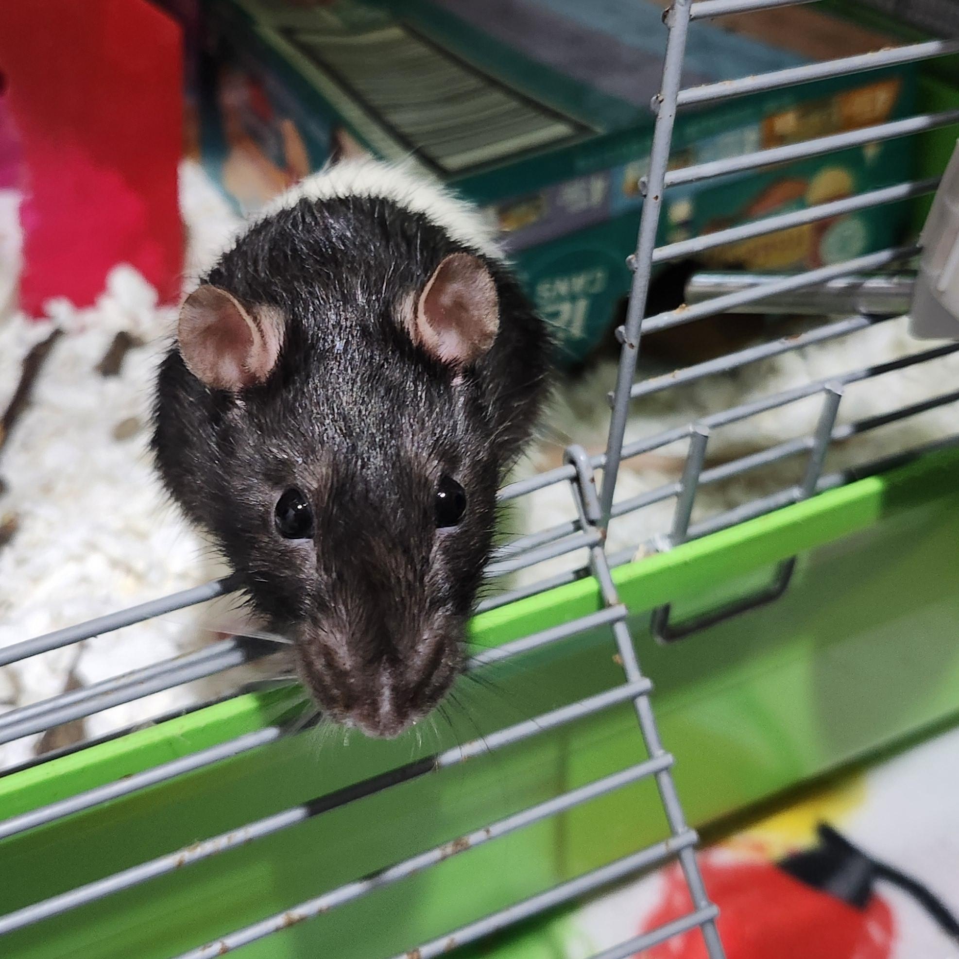 Rufus and Peanut, ADOPTABLE, Adult Male Rat.