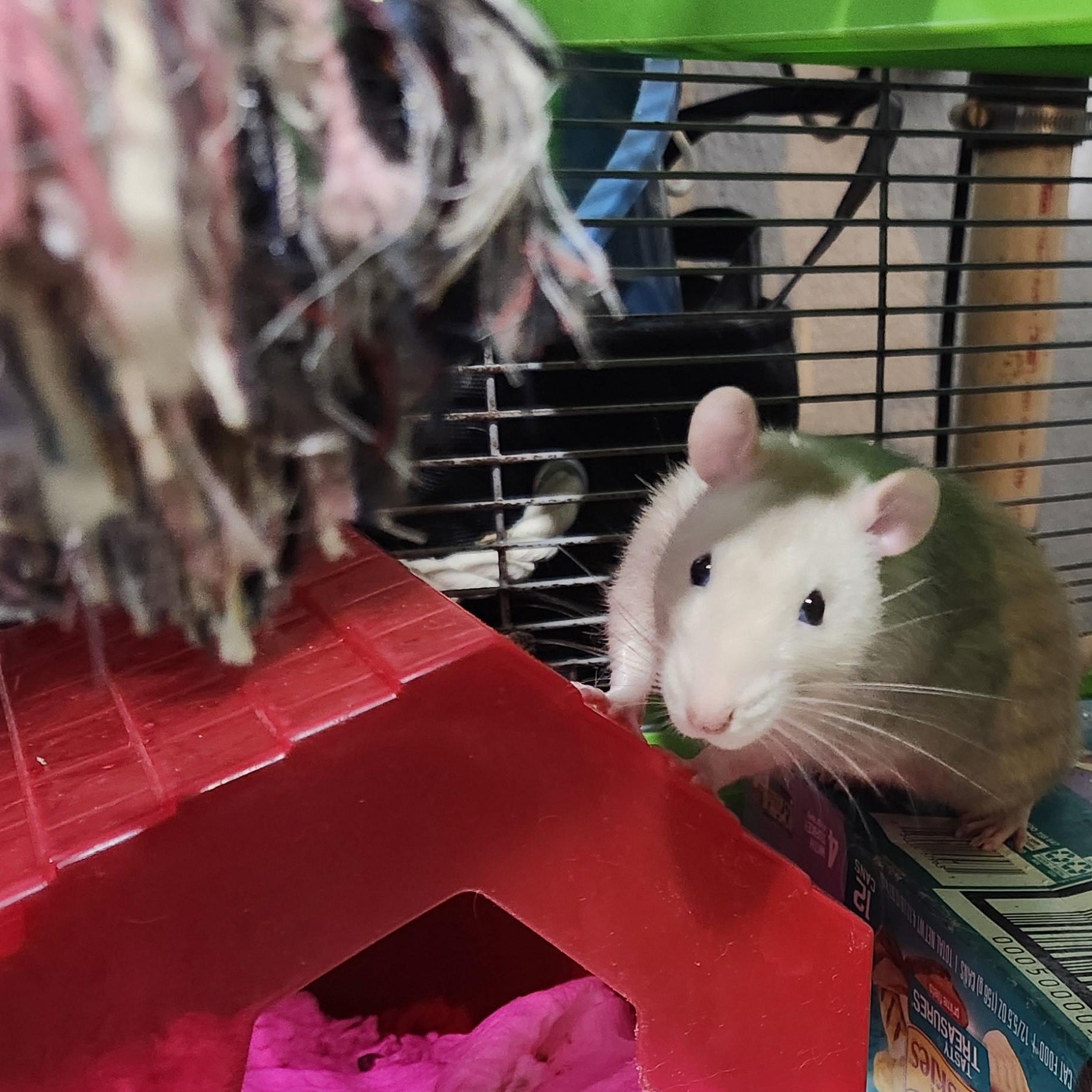 Enlarge Rufus and Peanut, a ADOPTABLE Rat in West Chester, OH image 2/4