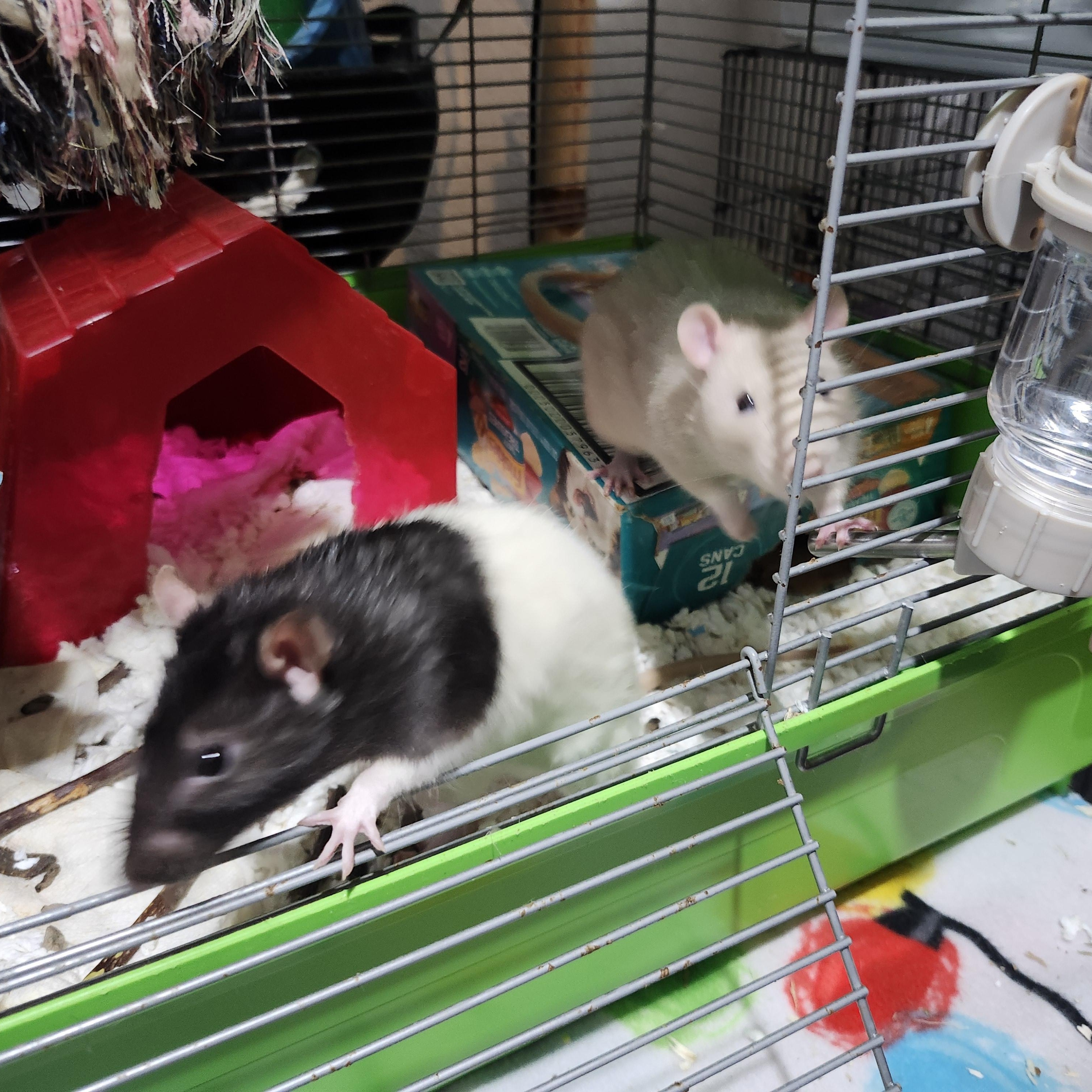 Enlarge Rufus and Peanut, a ADOPTABLE Rat in West Chester, OH image 4/4