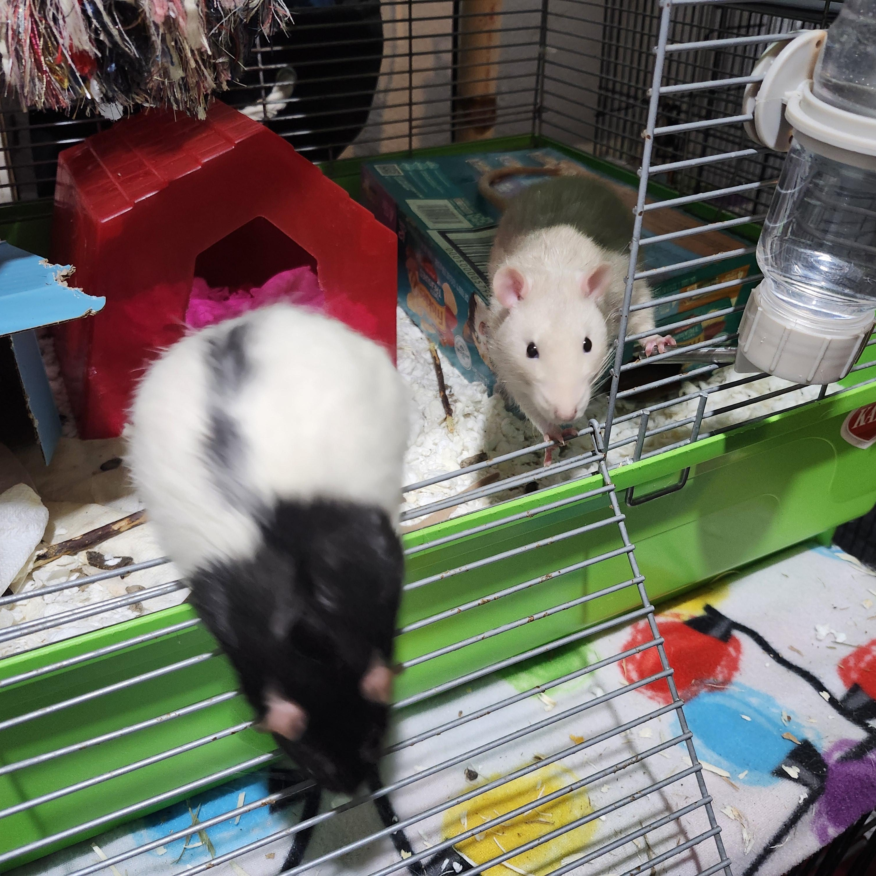 Enlarge Rufus and Peanut, a ADOPTABLE Rat in West Chester, OH image 3/4