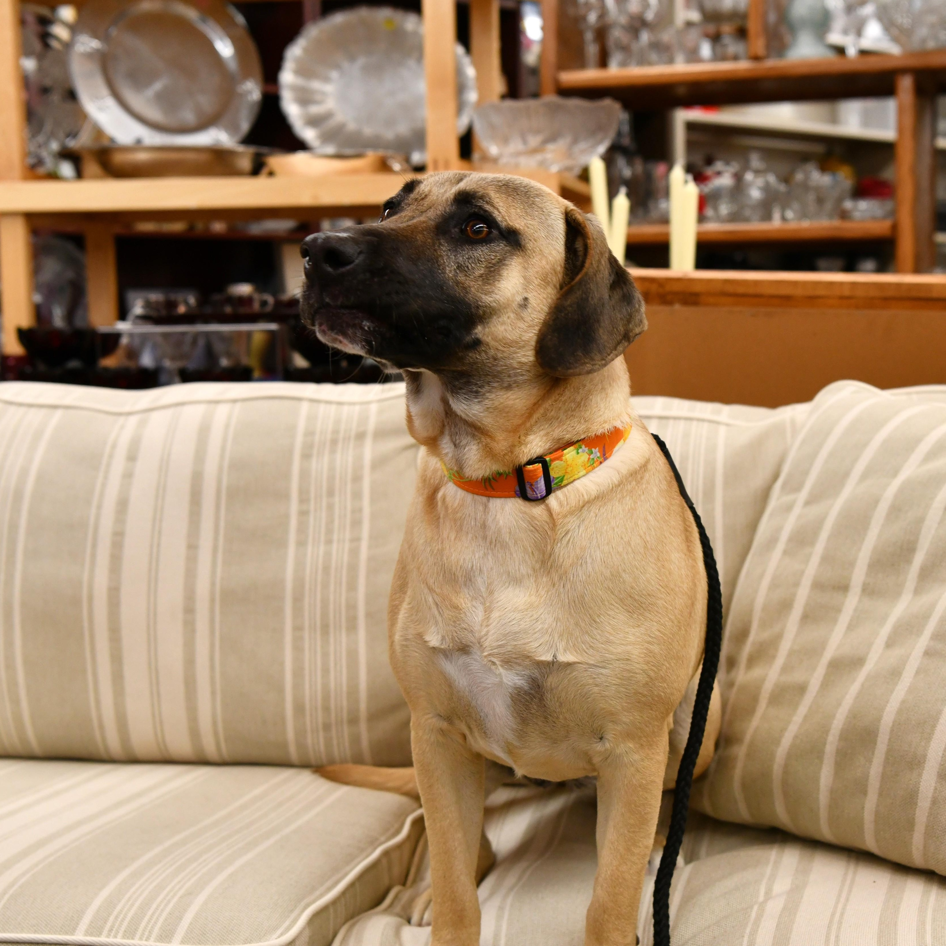 Ava, a ADOPTABLE mixed breed in Fairhope, AL image 1/6