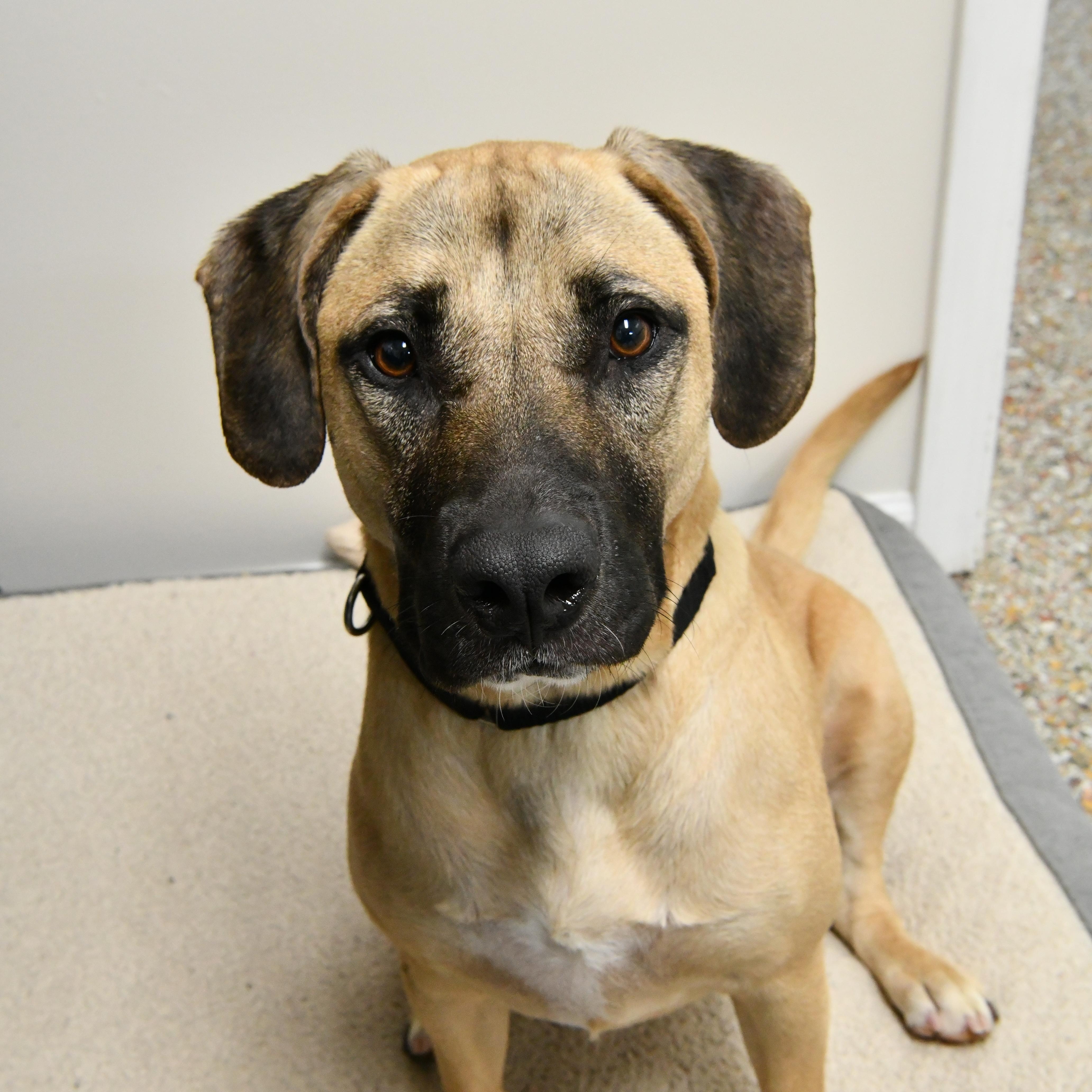Ava, a ADOPTABLE mixed breed in Fairhope, AL image 1/6