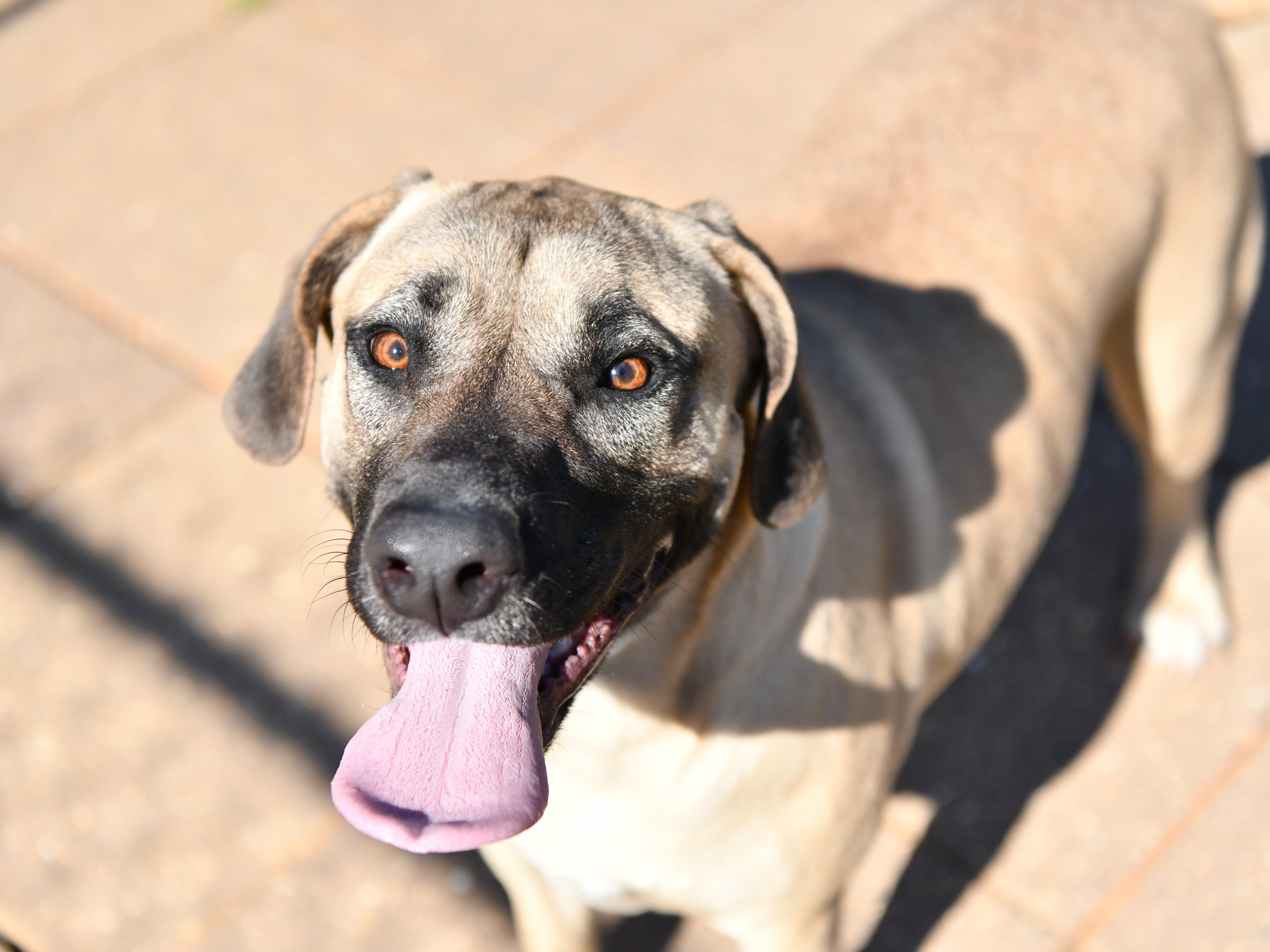 Enlarge Ava, a ADOPTABLE mixed breed in Fairhope, AL image 3/4