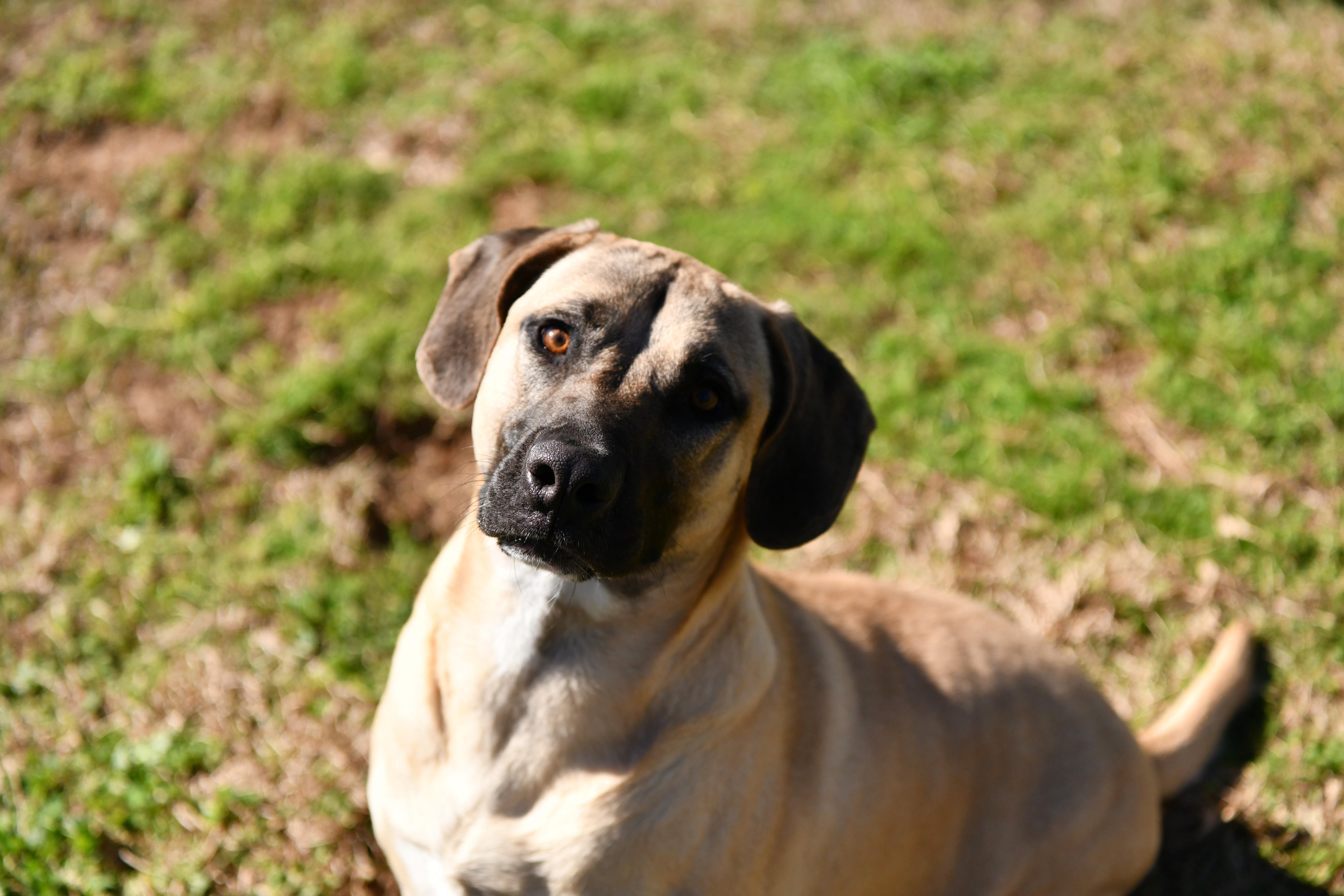 Ava, ADOPTABLE, Adult Female Hound & German Shepherd Dog.