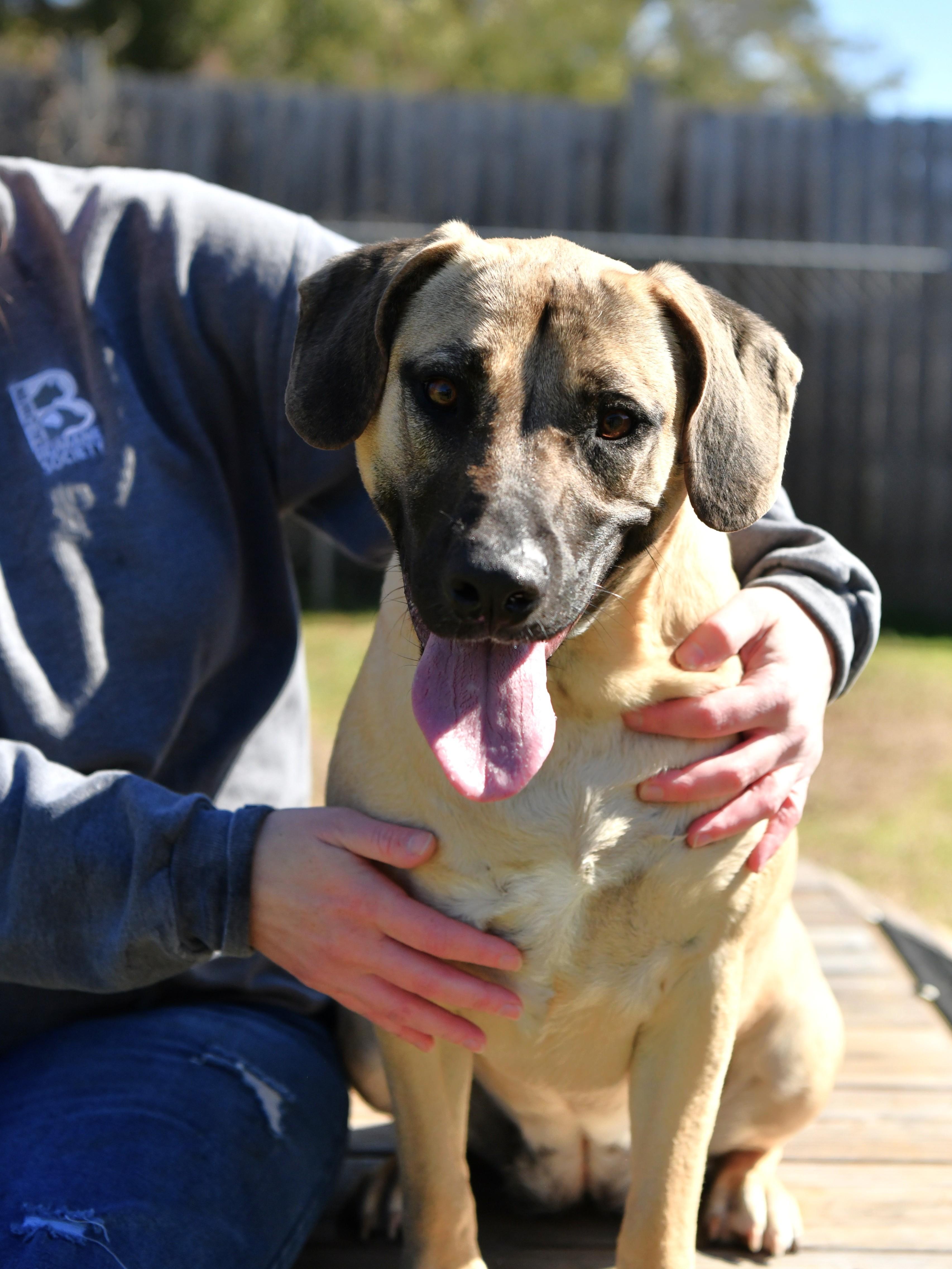 Ava, ADOPTABLE, Adult Female Hound & German Shepherd Dog.