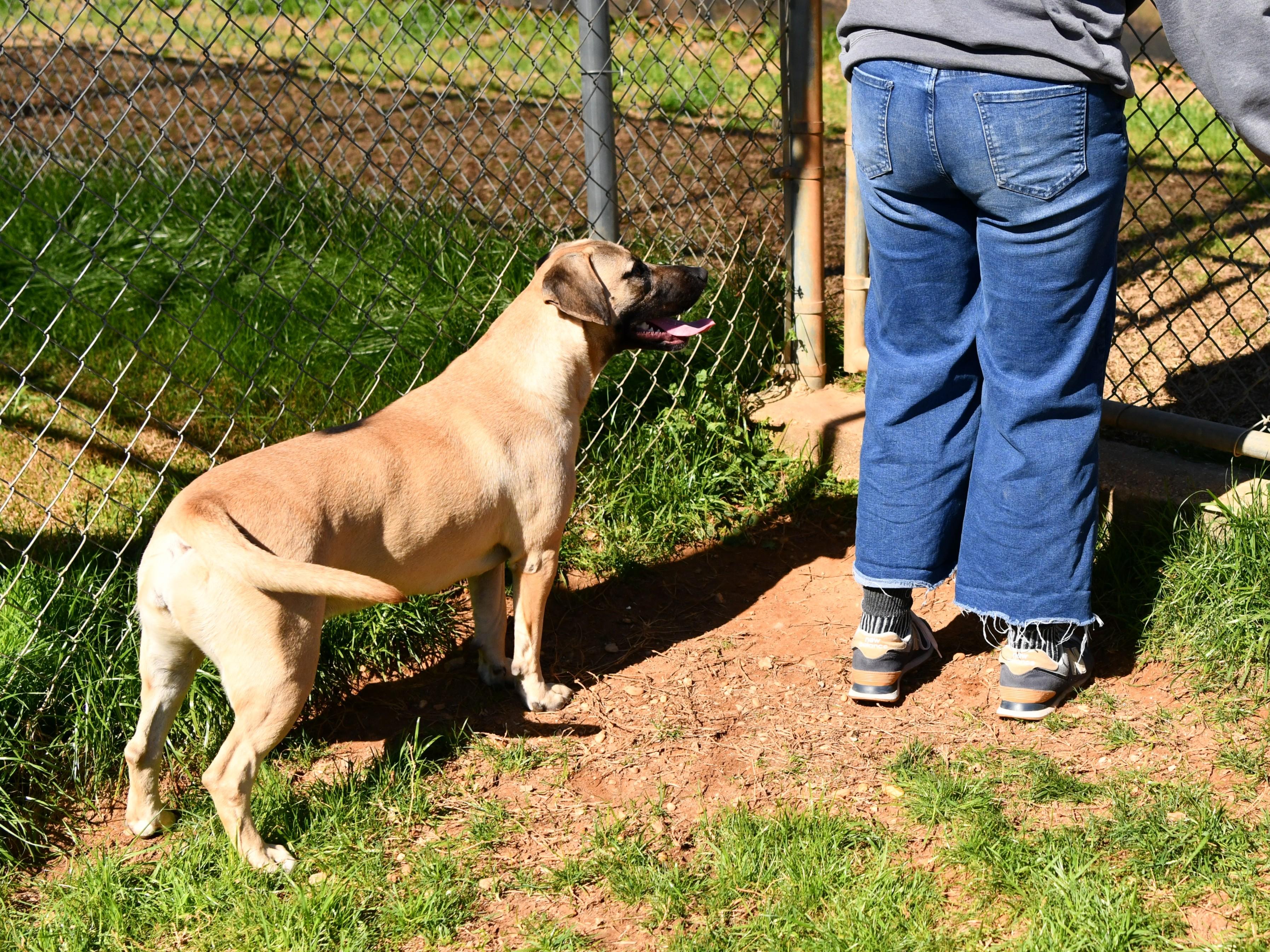 Enlarge Ava, a ADOPTABLE mixed breed in Fairhope, AL image 4/4