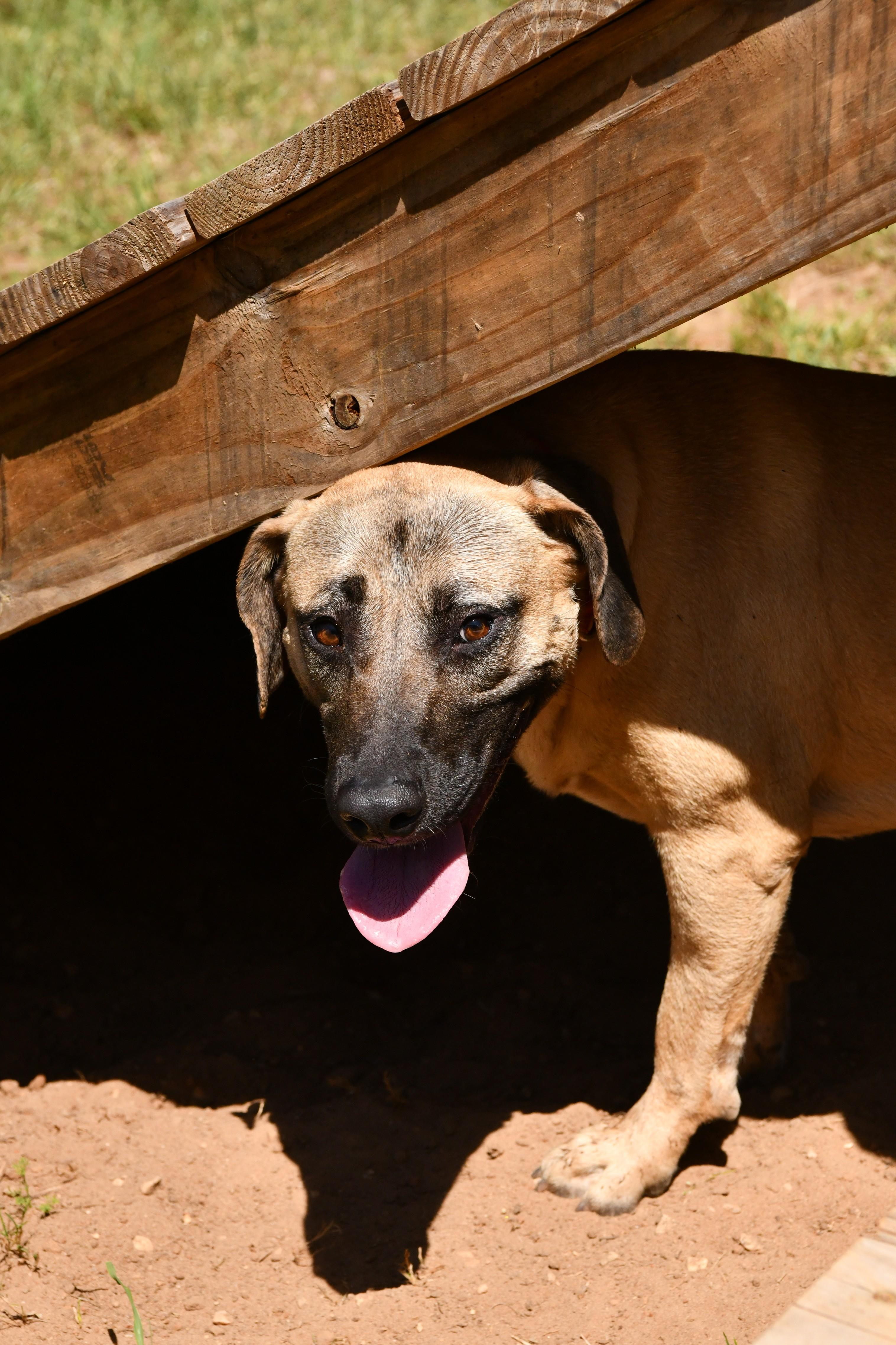 Ava, ADOPTABLE, Adult Female Black Mouth Cur & Hound.