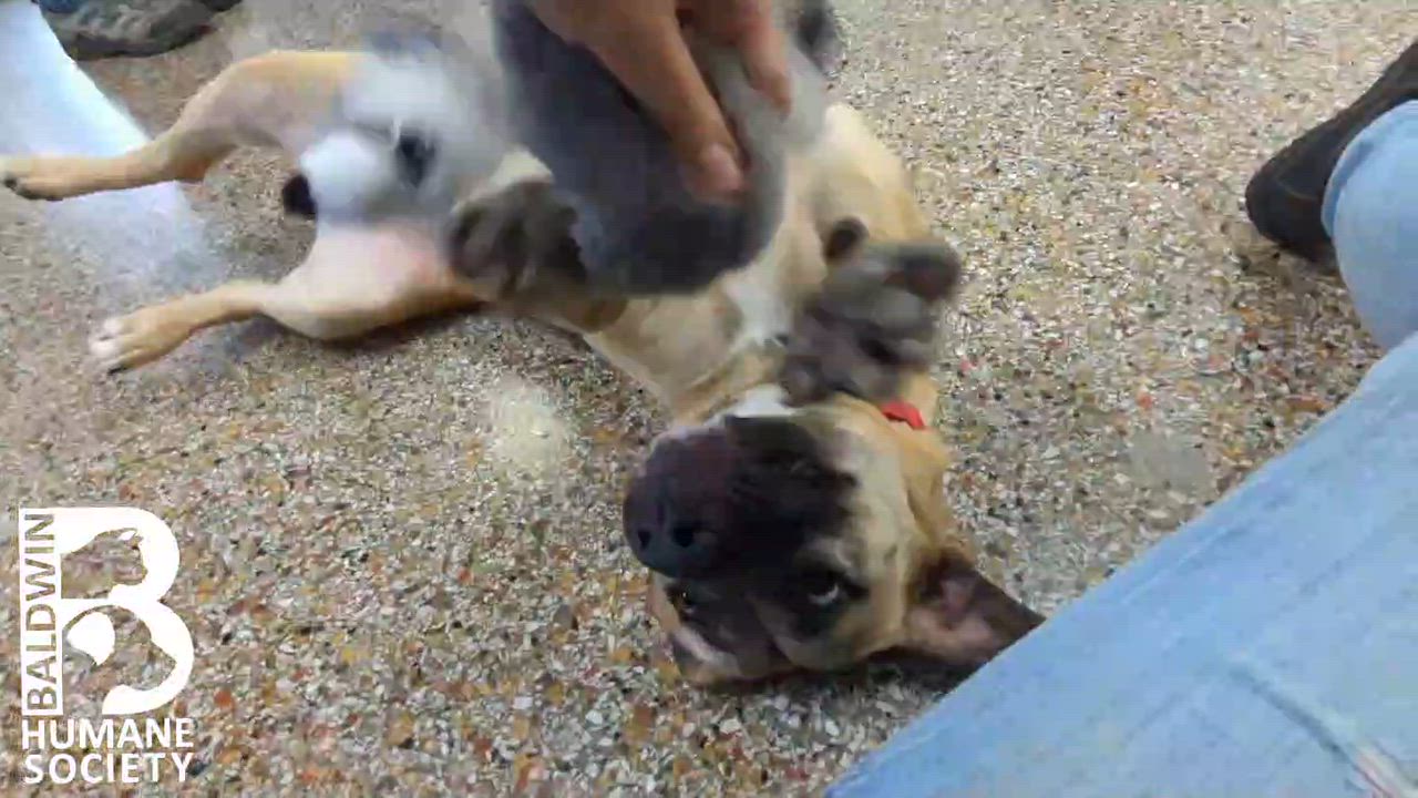 Enlarge Ava, a ADOPTABLE mixed breed in Fairhope, AL video 2/6