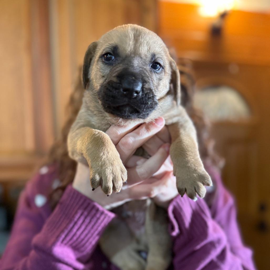 Enlarge Sage, a Adoptable Chocolate Labrador Retriever image 1/6