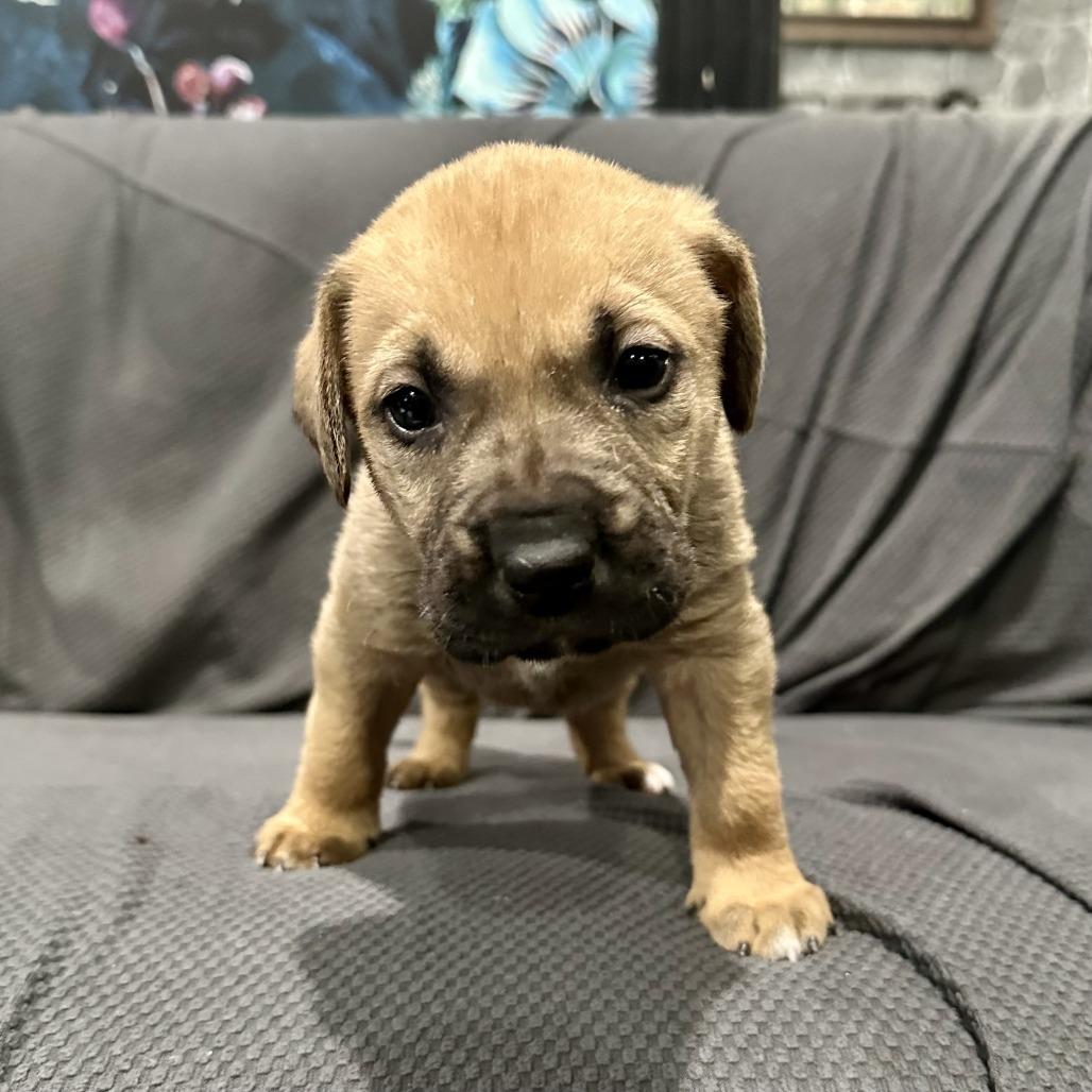 Enlarge Sage, a Adoptable Chocolate Labrador Retriever image 4/6