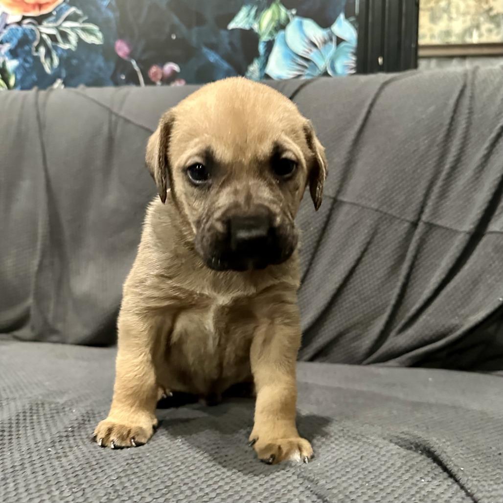 Enlarge Sage, a Adoptable Chocolate Labrador Retriever image 5/6