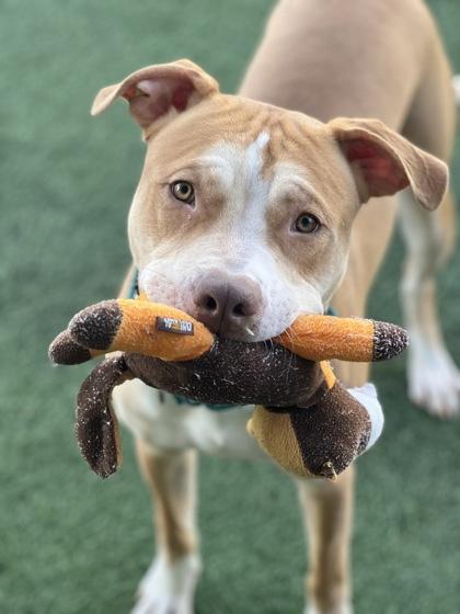 Enlarge Zipline, a ADOPTABLE mixed breed in Sacramento, CA image 4/5