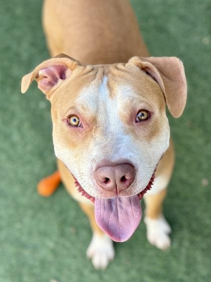 Zipline, ADOPTABLE, Young Male American Staffordshire Terrier & Pit Bull Terrier.