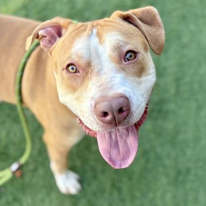 Enlarge Zipline, a ADOPTABLE mixed breed in Sacramento, CA image 2/5