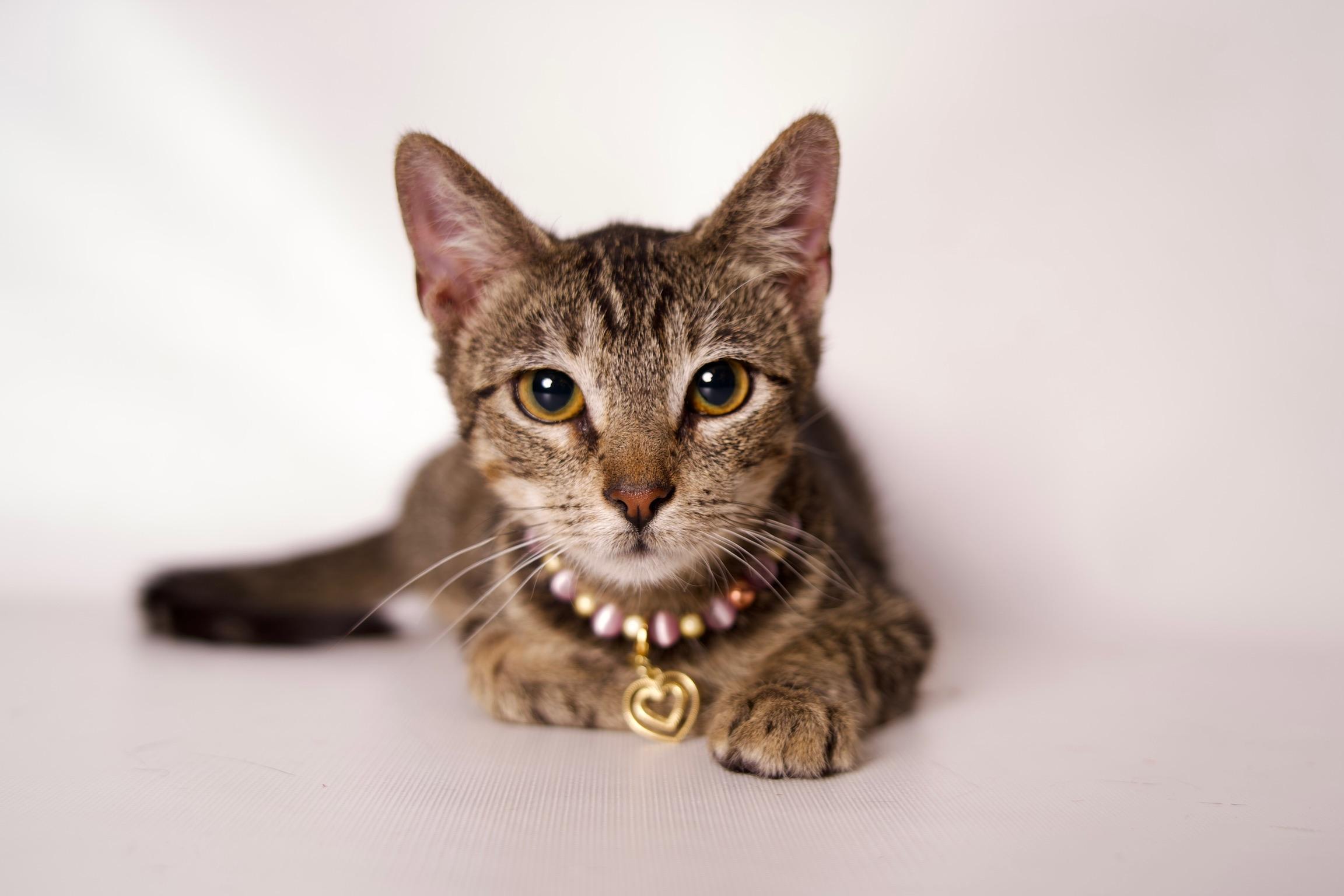 Frodo, Adoptable, Young Female Domestic Short Hair.