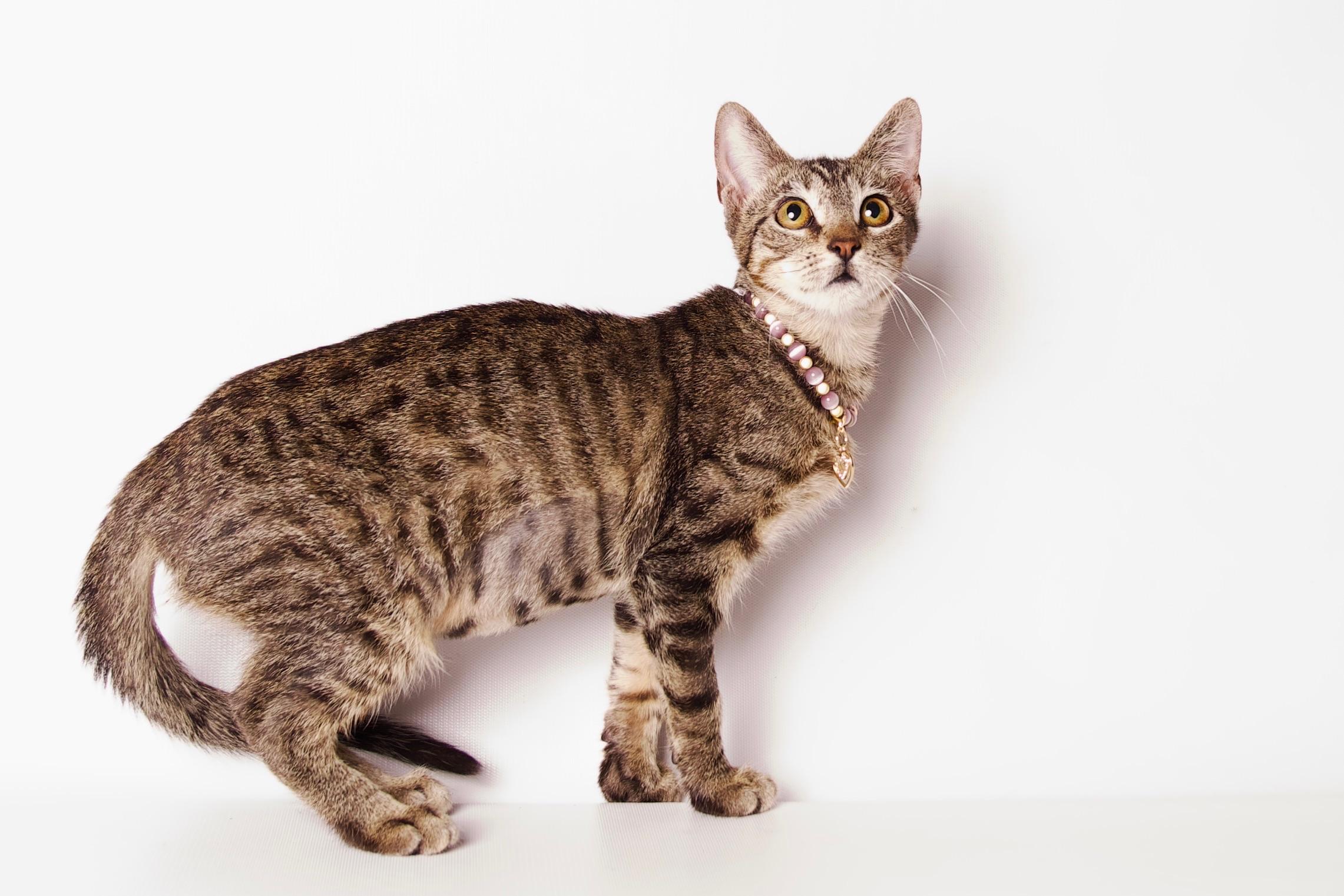 Enlarge Frodo, a Adoptable Domestic Short Hair in Riverside, CA image 2/4