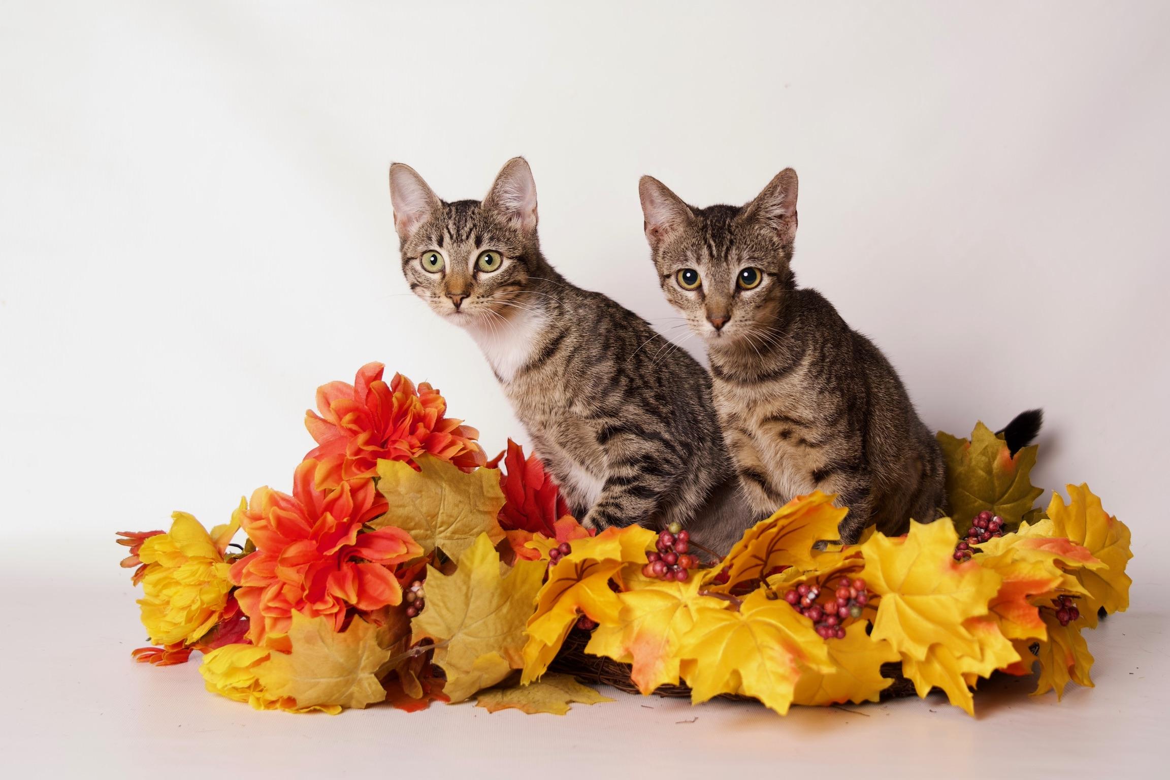 Enlarge Frodo, a Adoptable Domestic Short Hair in Riverside, CA image 3/4