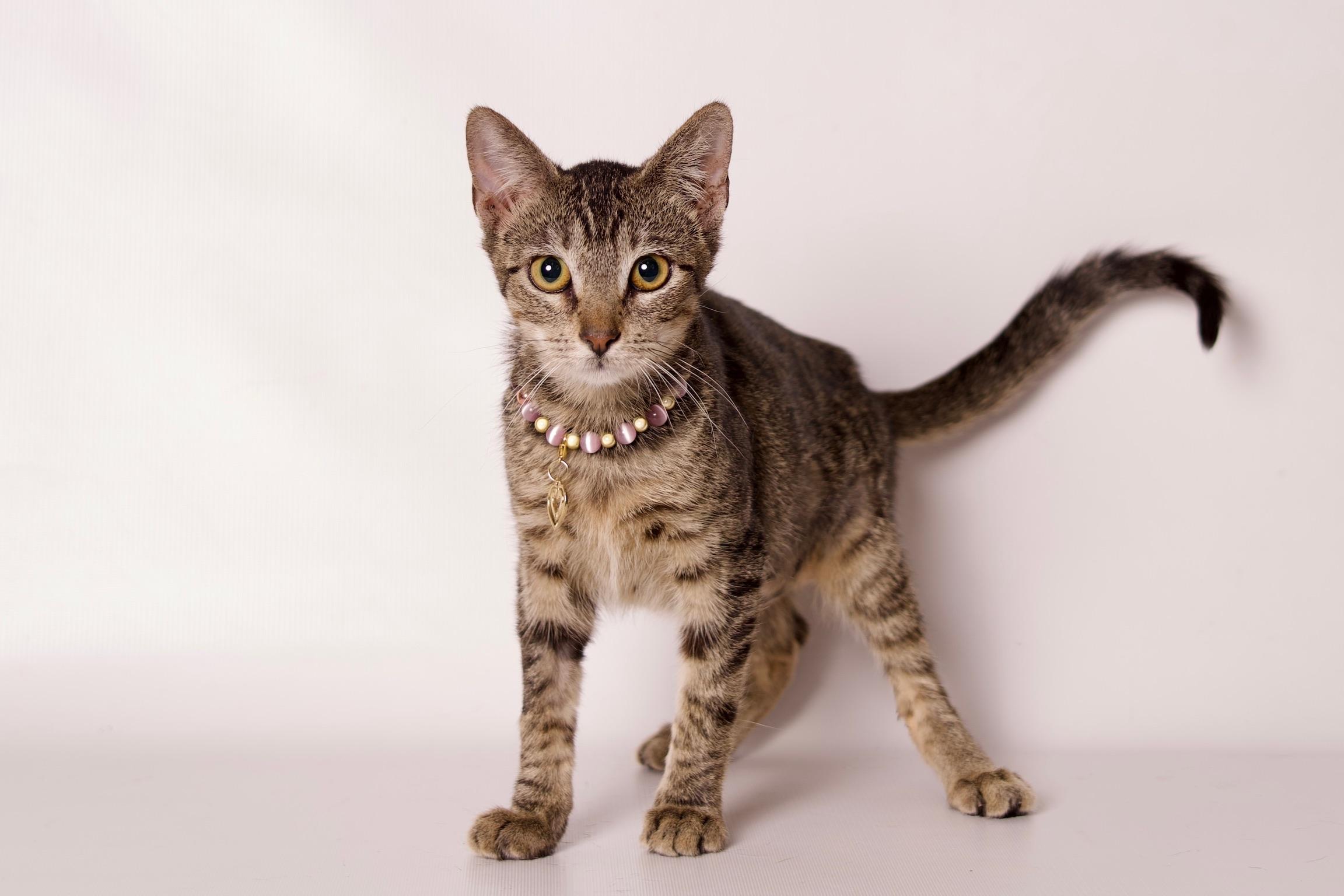 Enlarge Frodo, a Adoptable Domestic Short Hair in Riverside, CA image 4/4