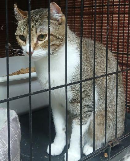 Enlarge 321398842, a ADOPTABLE American Curl in Lees Summit, MO image 1/1