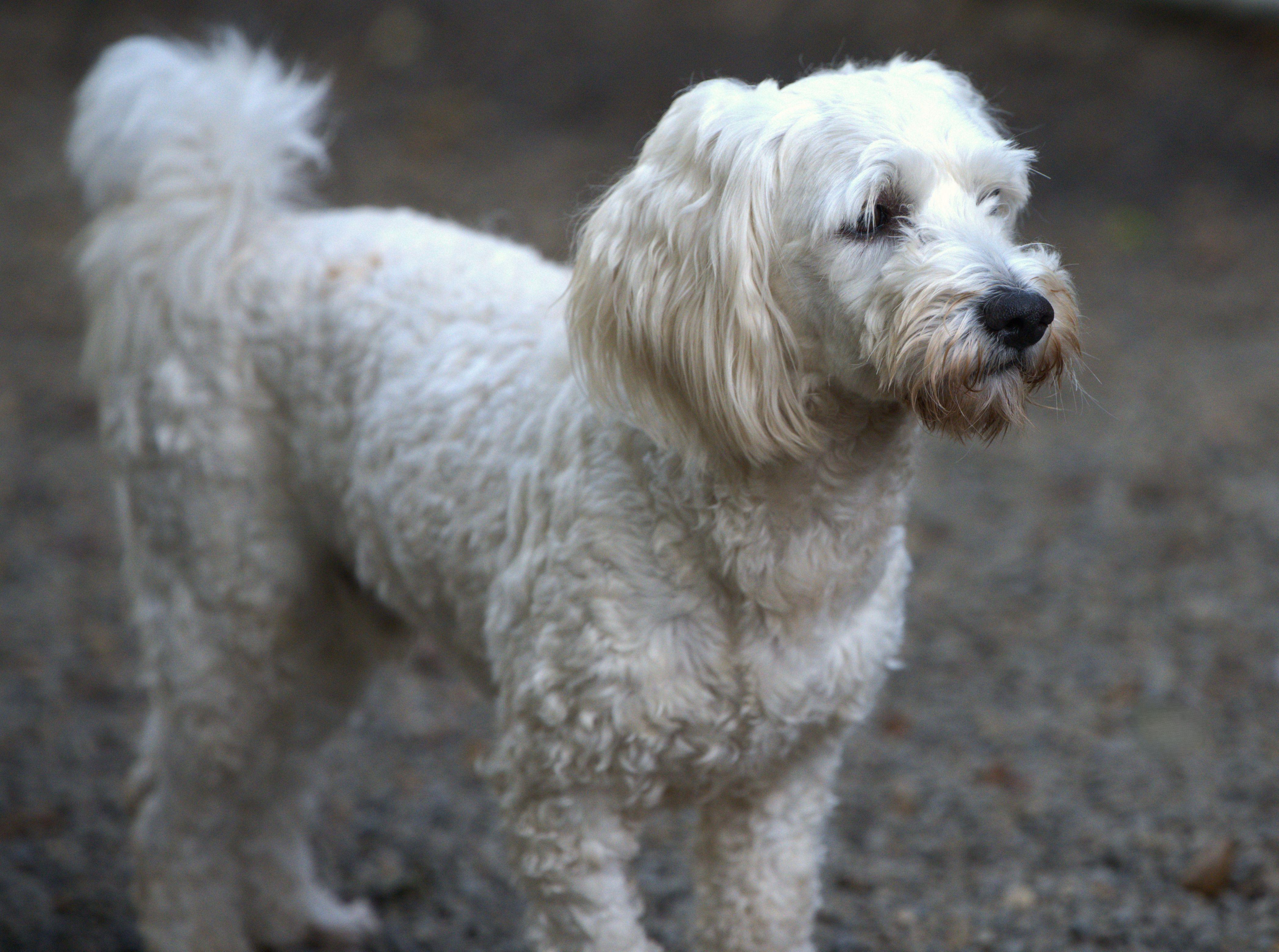 Enlarge Charlie, a Adoptable mixed breed in Hoquiam, WA image 4/5