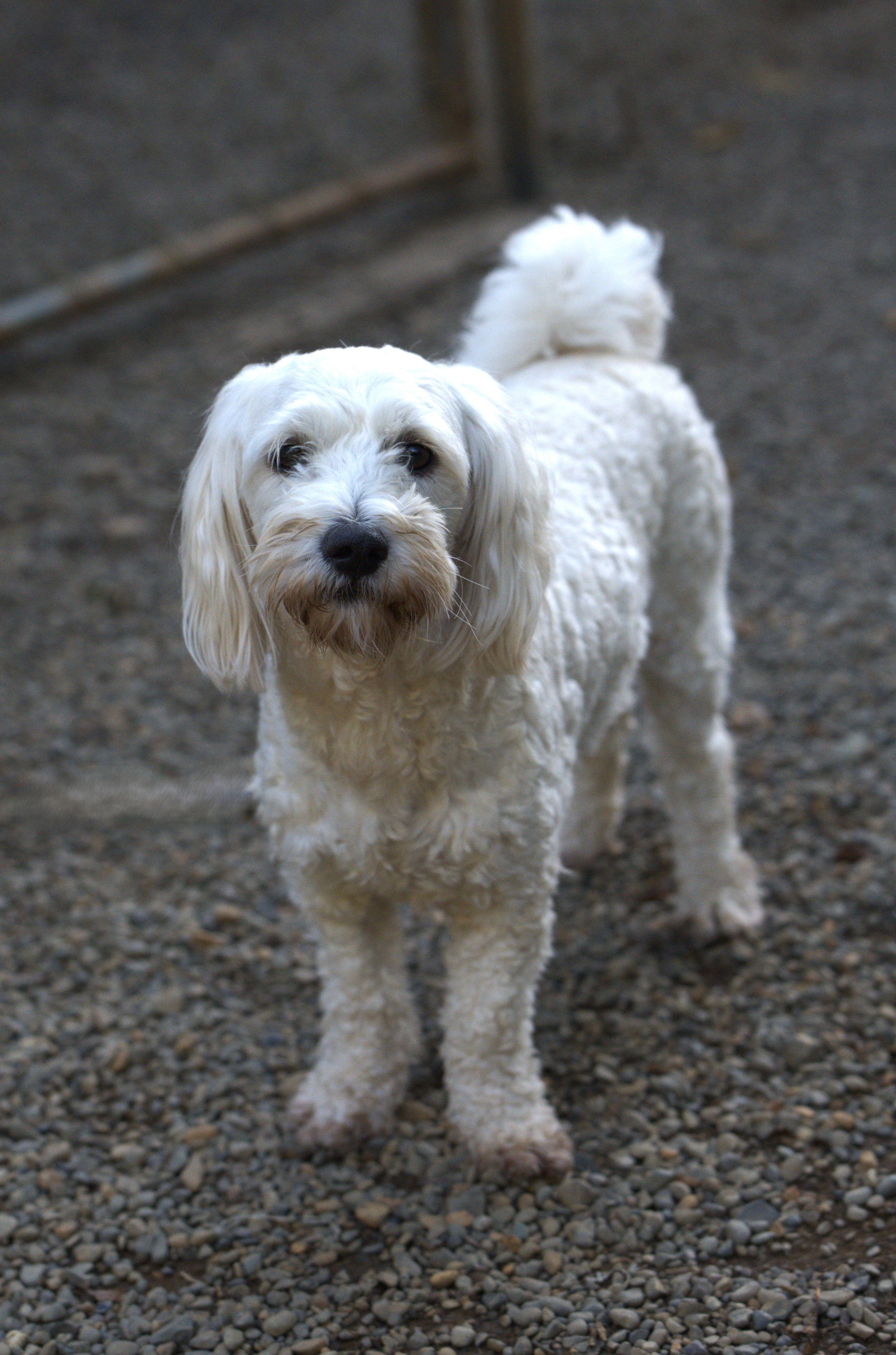 Enlarge Charlie, a Adoptable mixed breed in Hoquiam, WA image 5/5