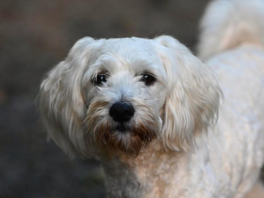 Charlie, Adoptable, Adult Male Poodle.