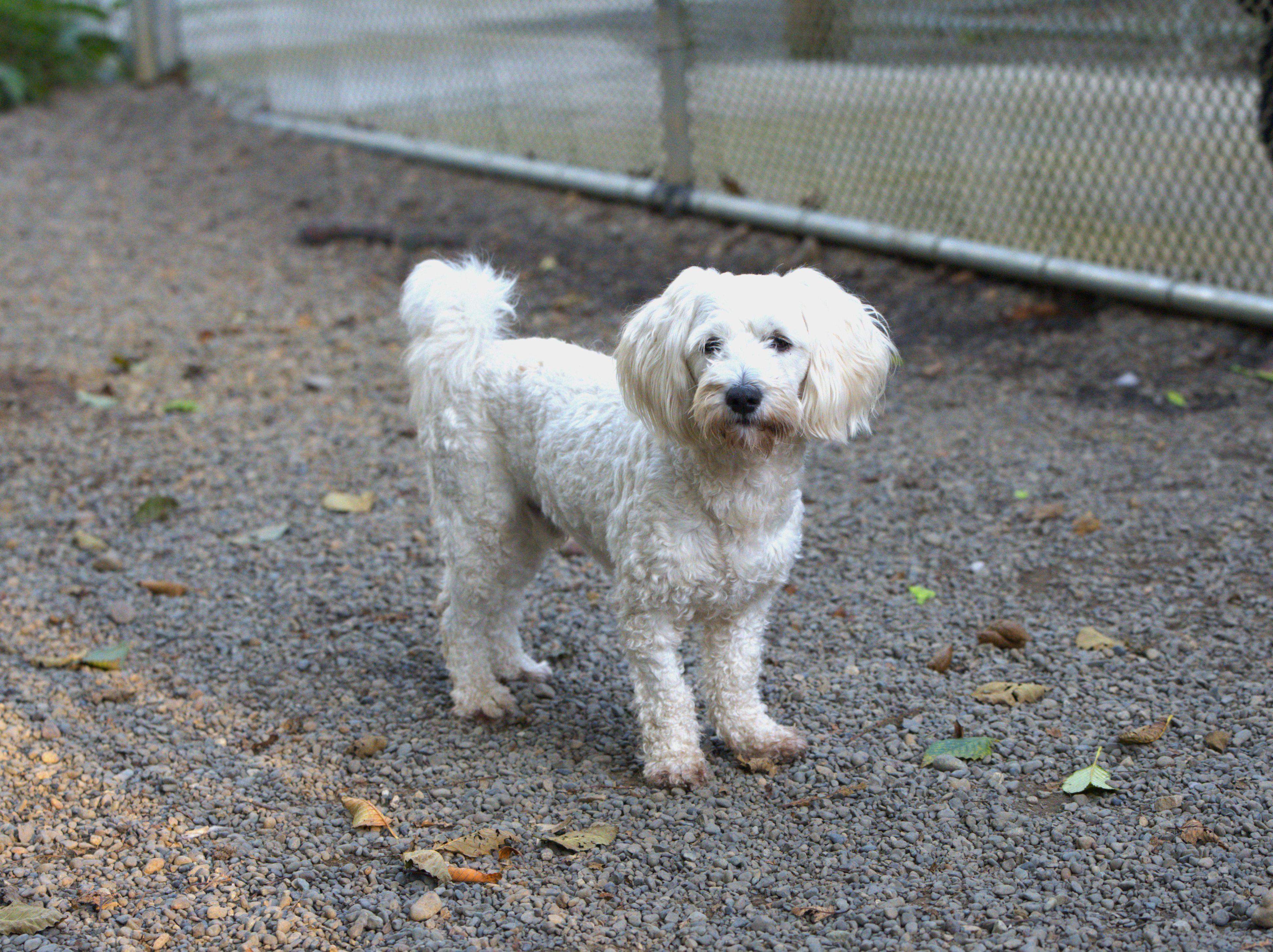 Enlarge Charlie, a Adoptable mixed breed in Hoquiam, WA image 3/5