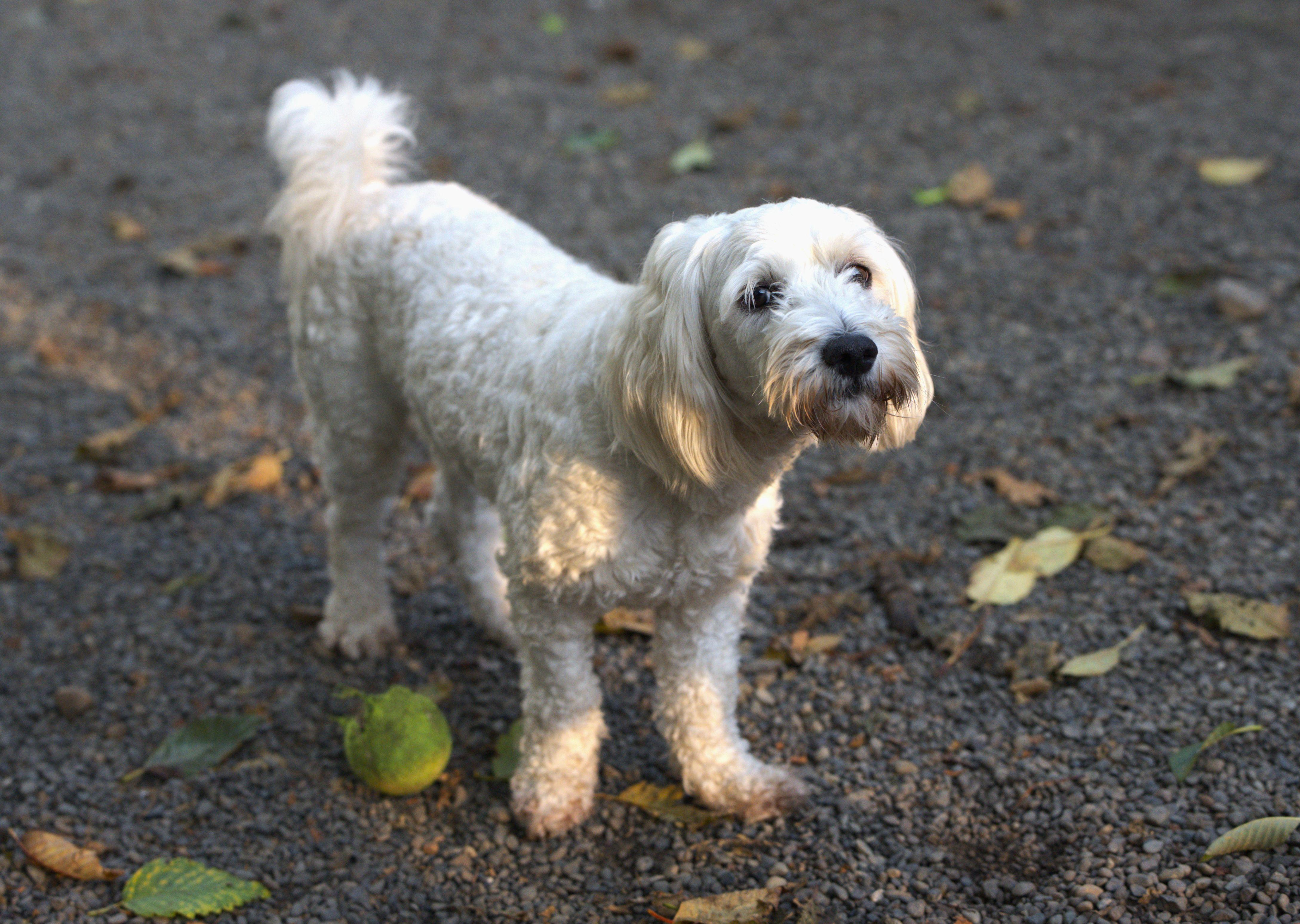 Enlarge Charlie, a Adoptable mixed breed in Hoquiam, WA image 2/5
