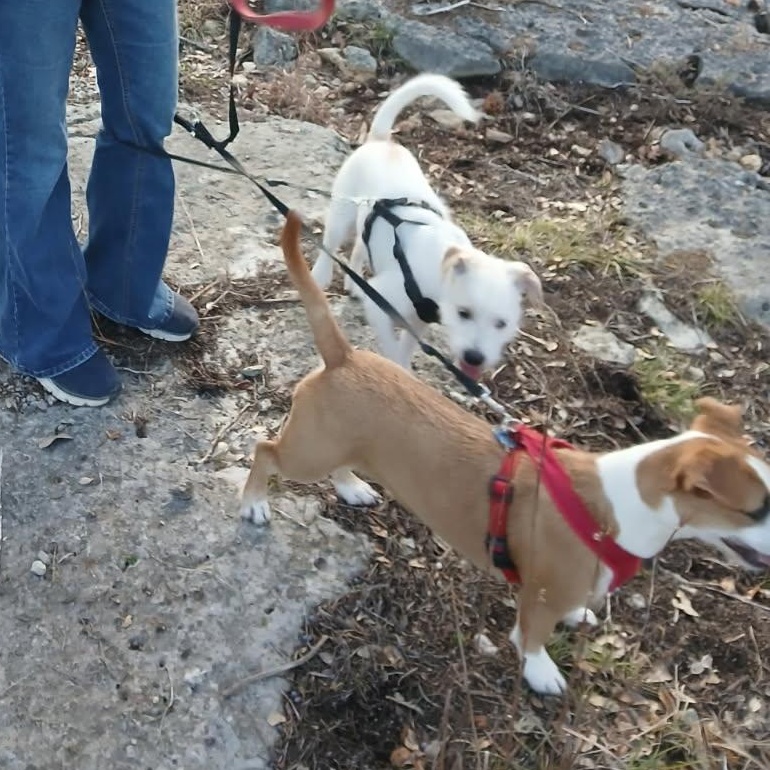 Enlarge Junior , an adopted mixed breed in Dallas, TX image 3/4