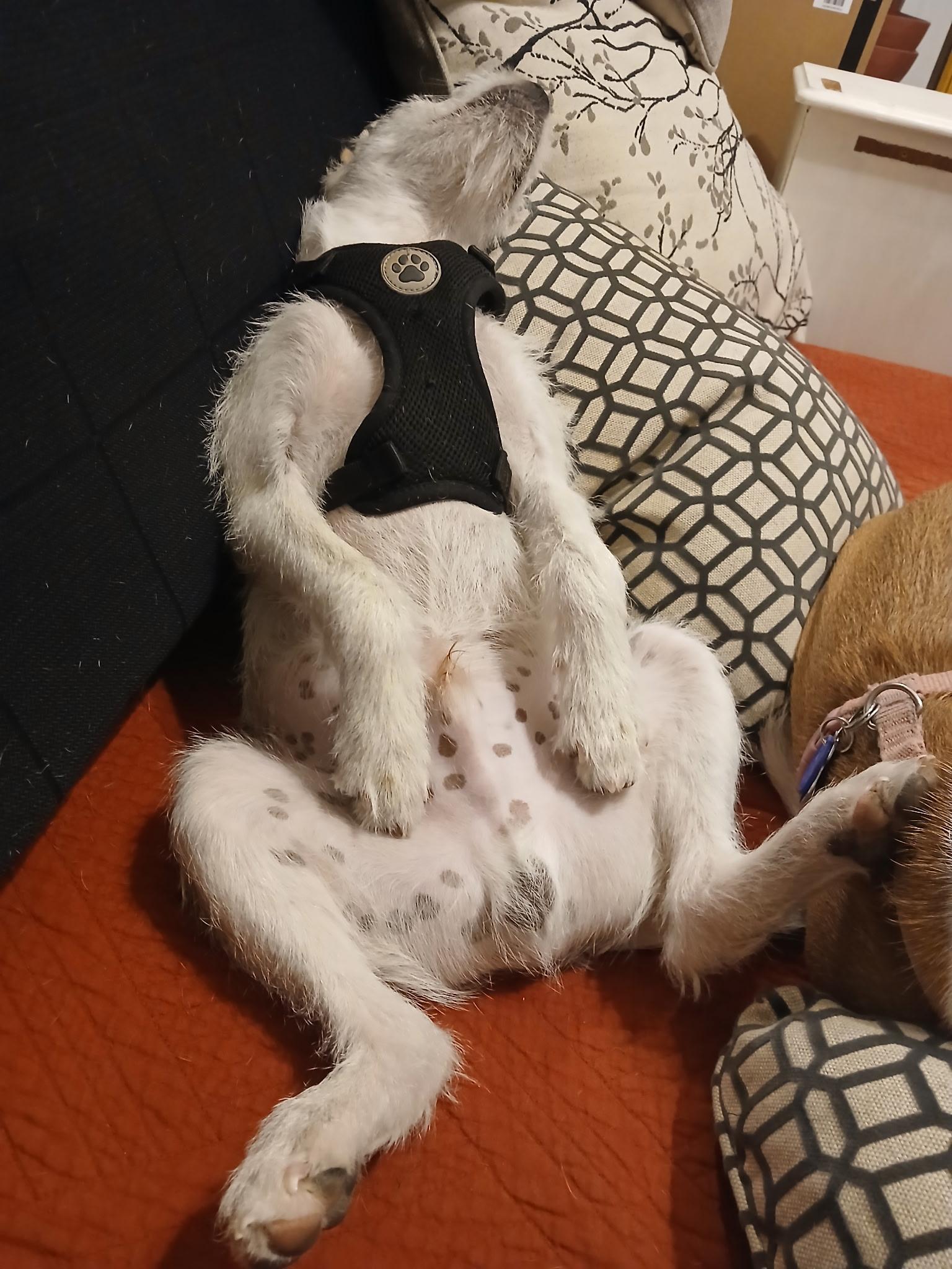 Enlarge Junior , an adopted mixed breed in Dallas, TX image 2/4