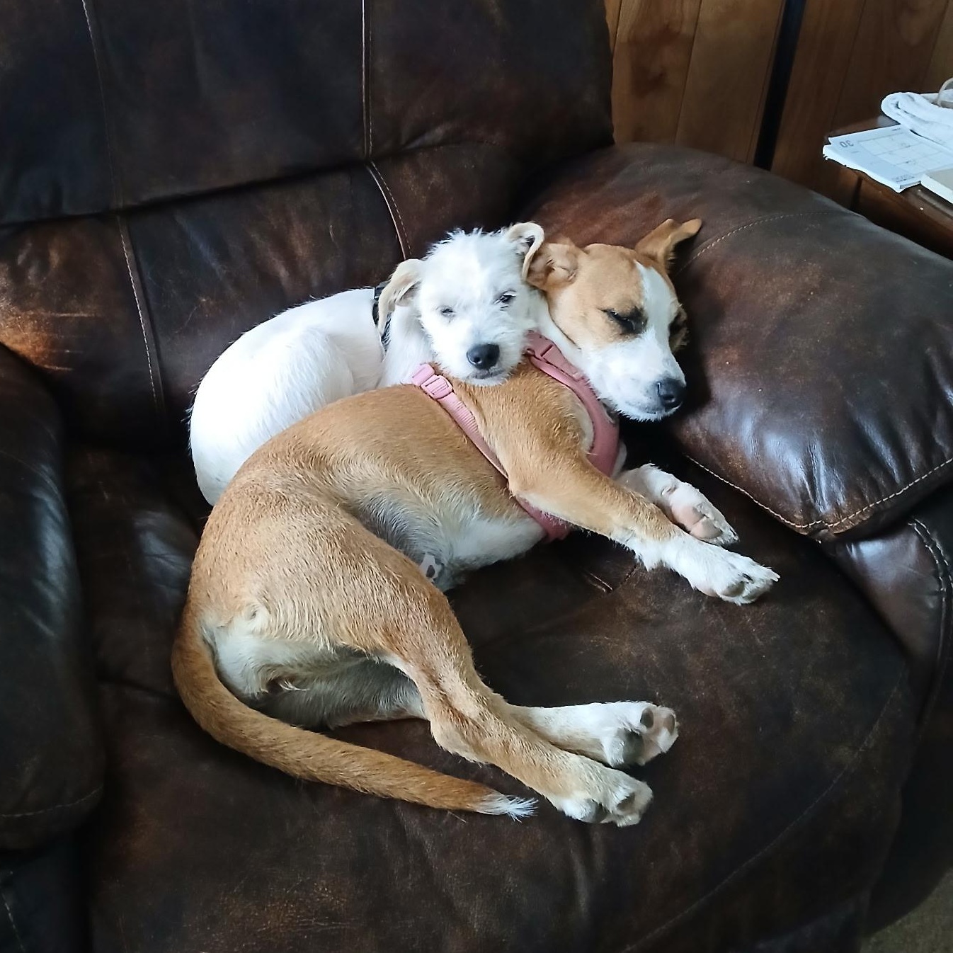 Enlarge Junior , an adopted mixed breed in Dallas, TX image 1/4