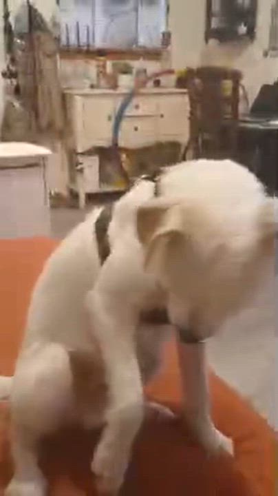 Enlarge Junior , an adopted mixed breed in Dallas, TX video 4/4