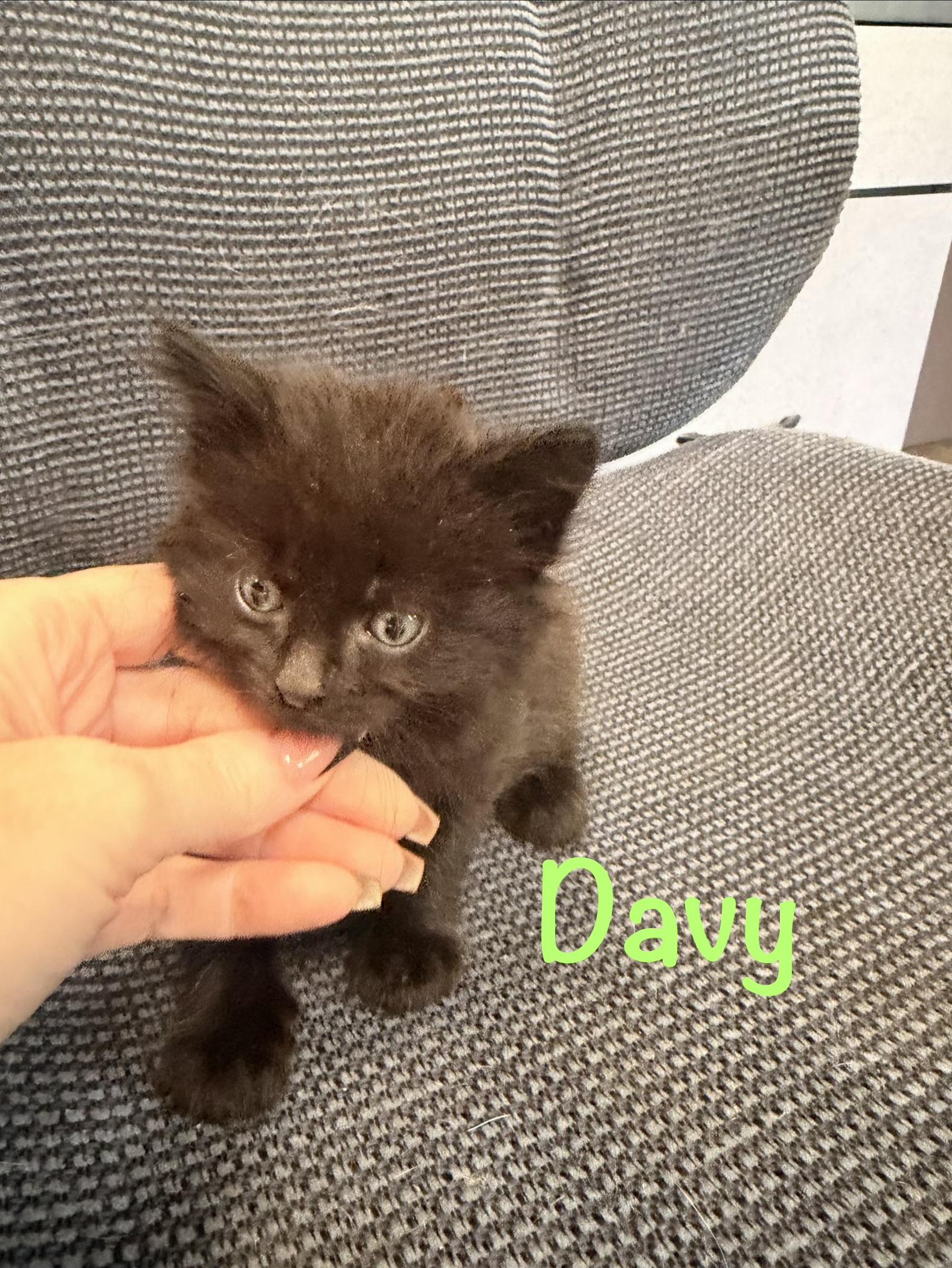 Davy, ADOPTABLE, Kitten Male Domestic Medium Hair.