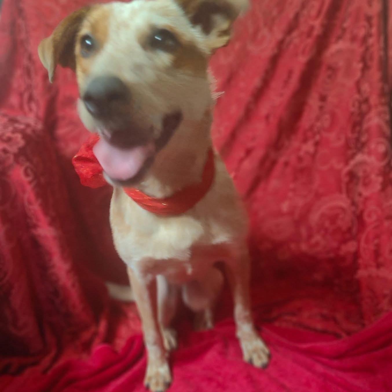 Enlarge TORI, an adopted mixed breed in Bellevue, WA image 1/6