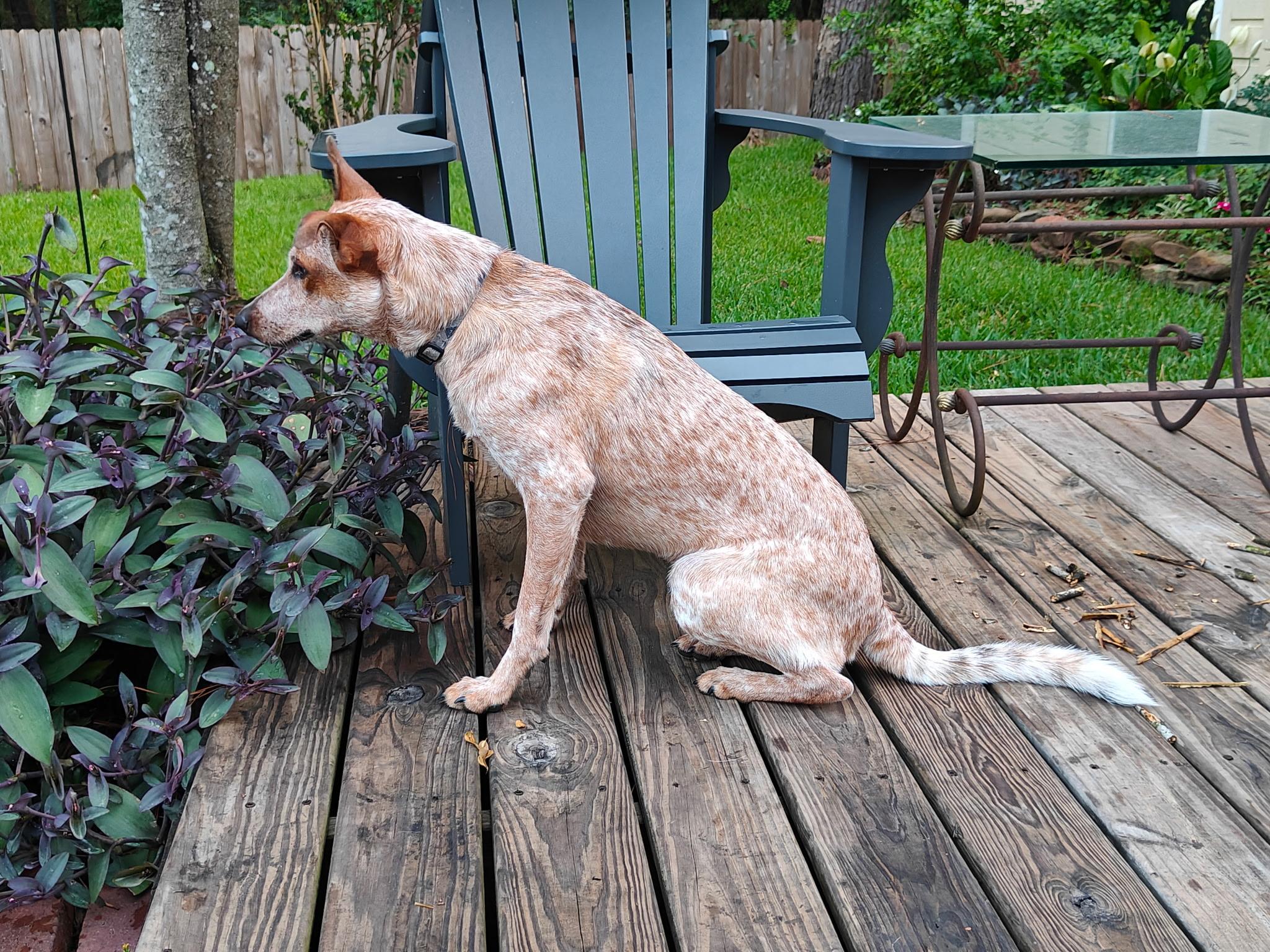 Enlarge TORI, an adopted mixed breed in Bellevue, WA image 2/6