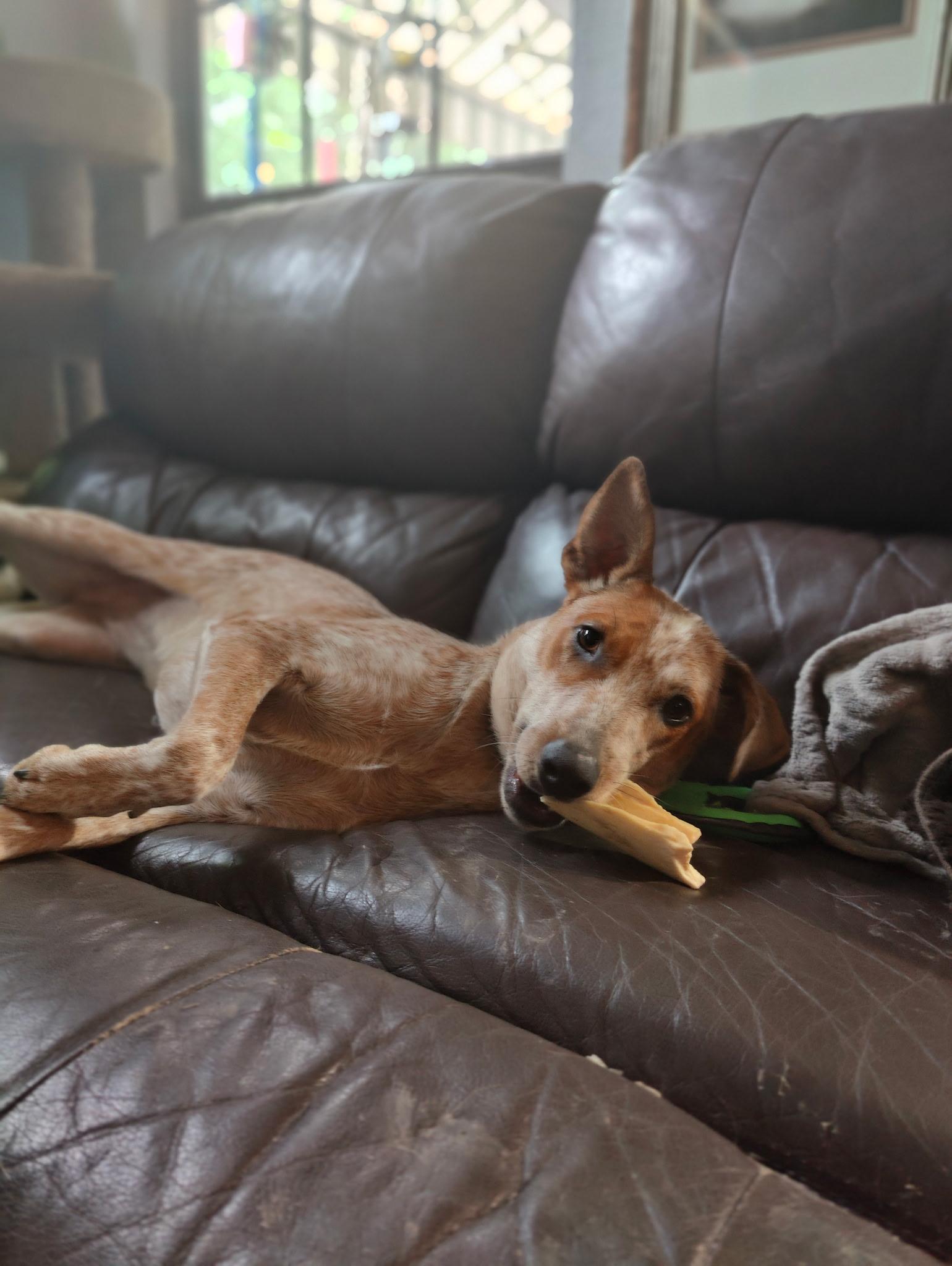 Enlarge TORI, an adopted mixed breed in Bellevue, WA image 5/6