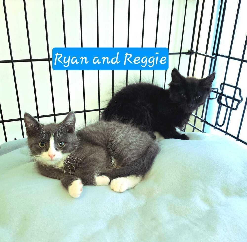 Ryan, a Adoptable mixed breed in Jessup, MD image 1/2