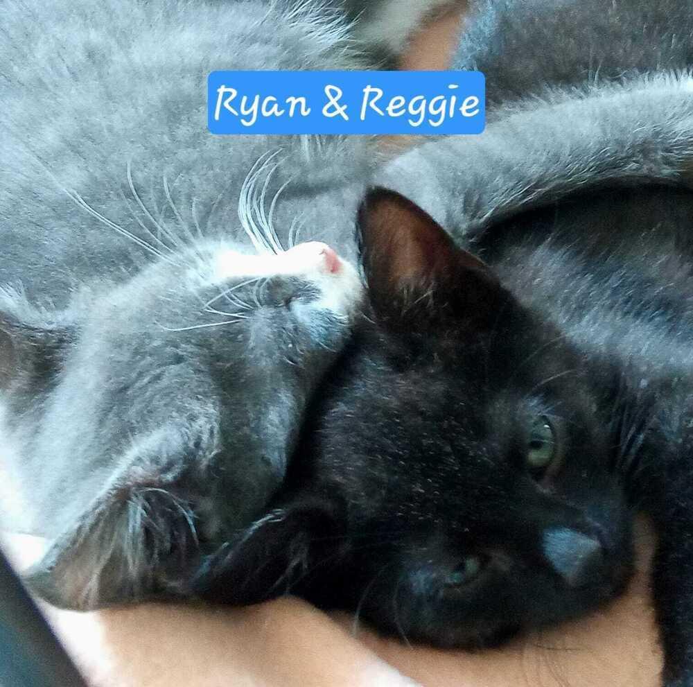 Ryan, a Adoptable mixed breed in Jessup, MD image 2/2