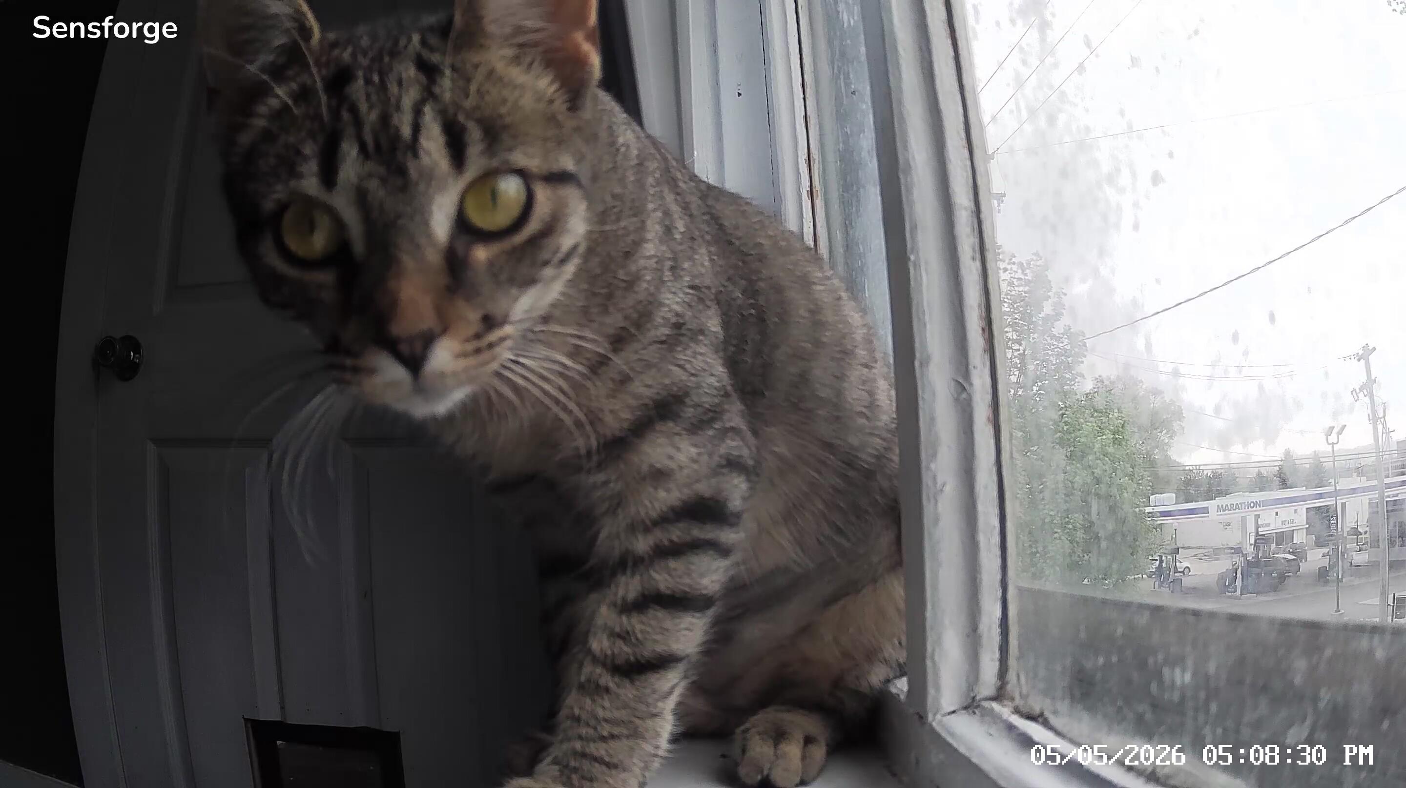Enlarge Leah, a ADOPTABLE Domestic Short Hair in Ionia, MI image 1/3