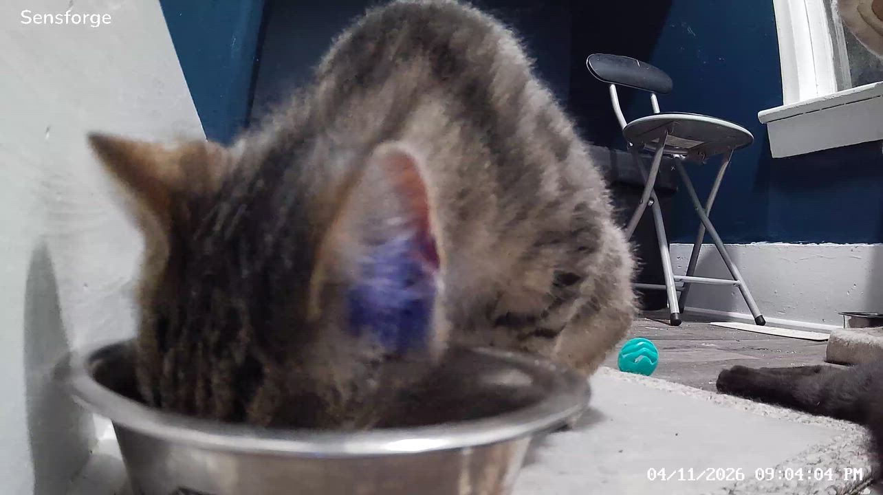 Enlarge Leah, a ADOPTABLE Domestic Short Hair in Ionia, MI video 3/3