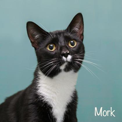Mork, Adoptable, Adult Male Domestic Short Hair & Domestic Short Hair.