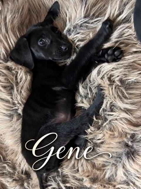 Enlarge Gene, a Adoptable Flat-Coated Retriever in Midway, UT image 2/3