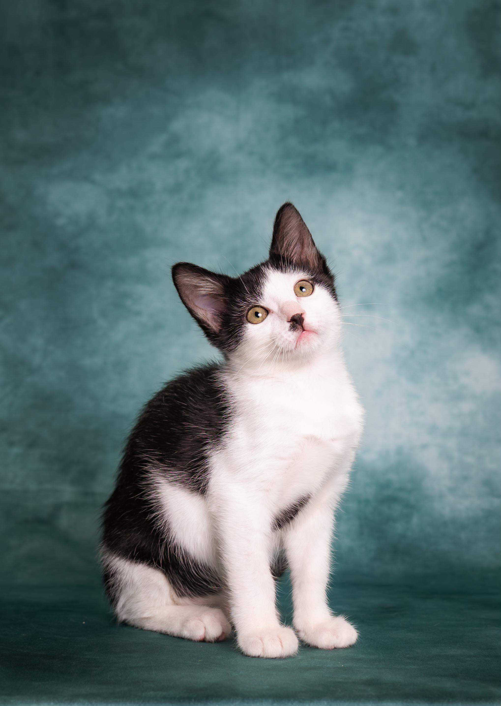 Enlarge Shasta, a ADOPTABLE Domestic Short Hair in Houston, TX image 2/6