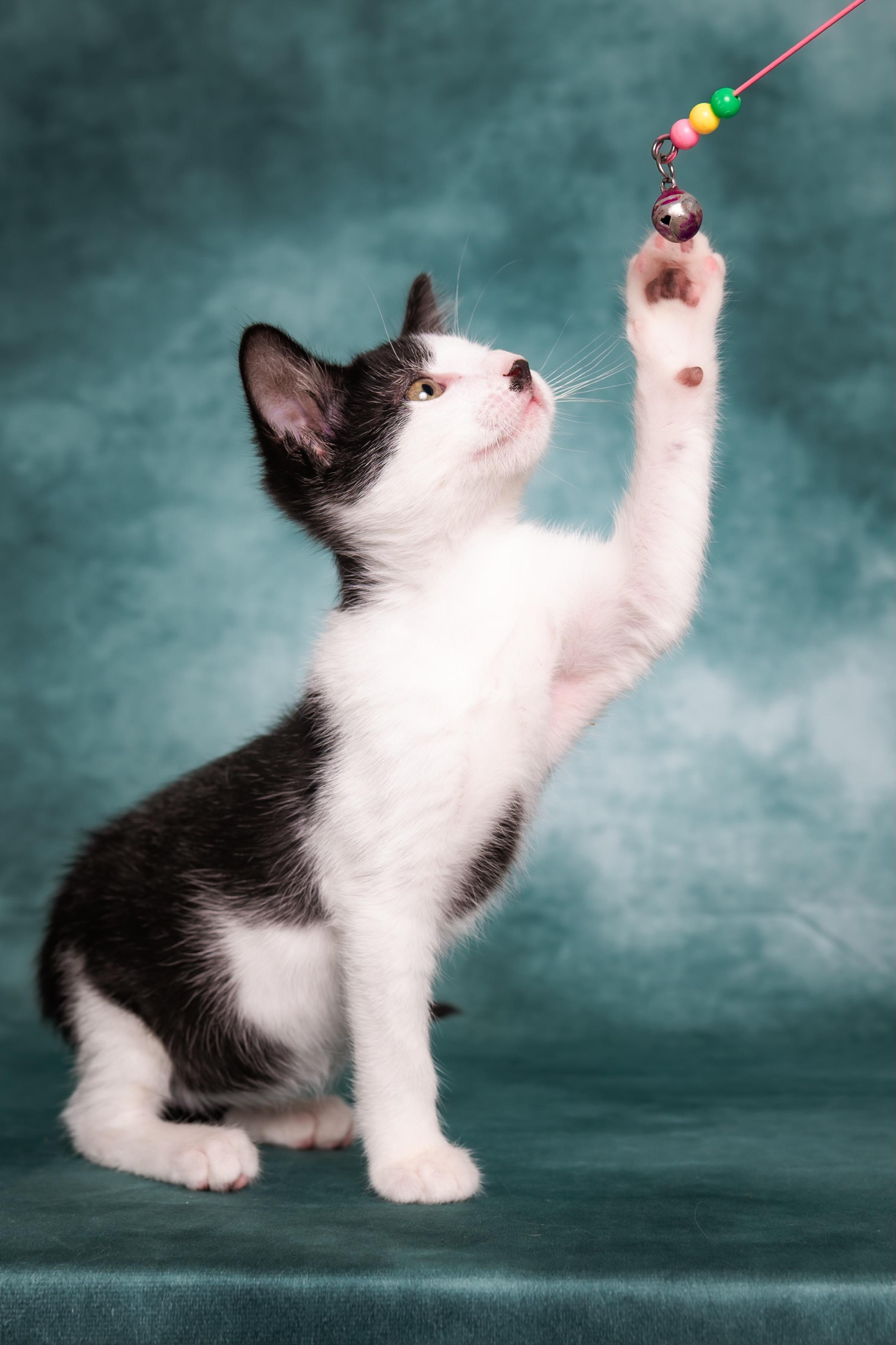 Enlarge Shasta, a ADOPTABLE Domestic Short Hair in Houston, TX image 3/6