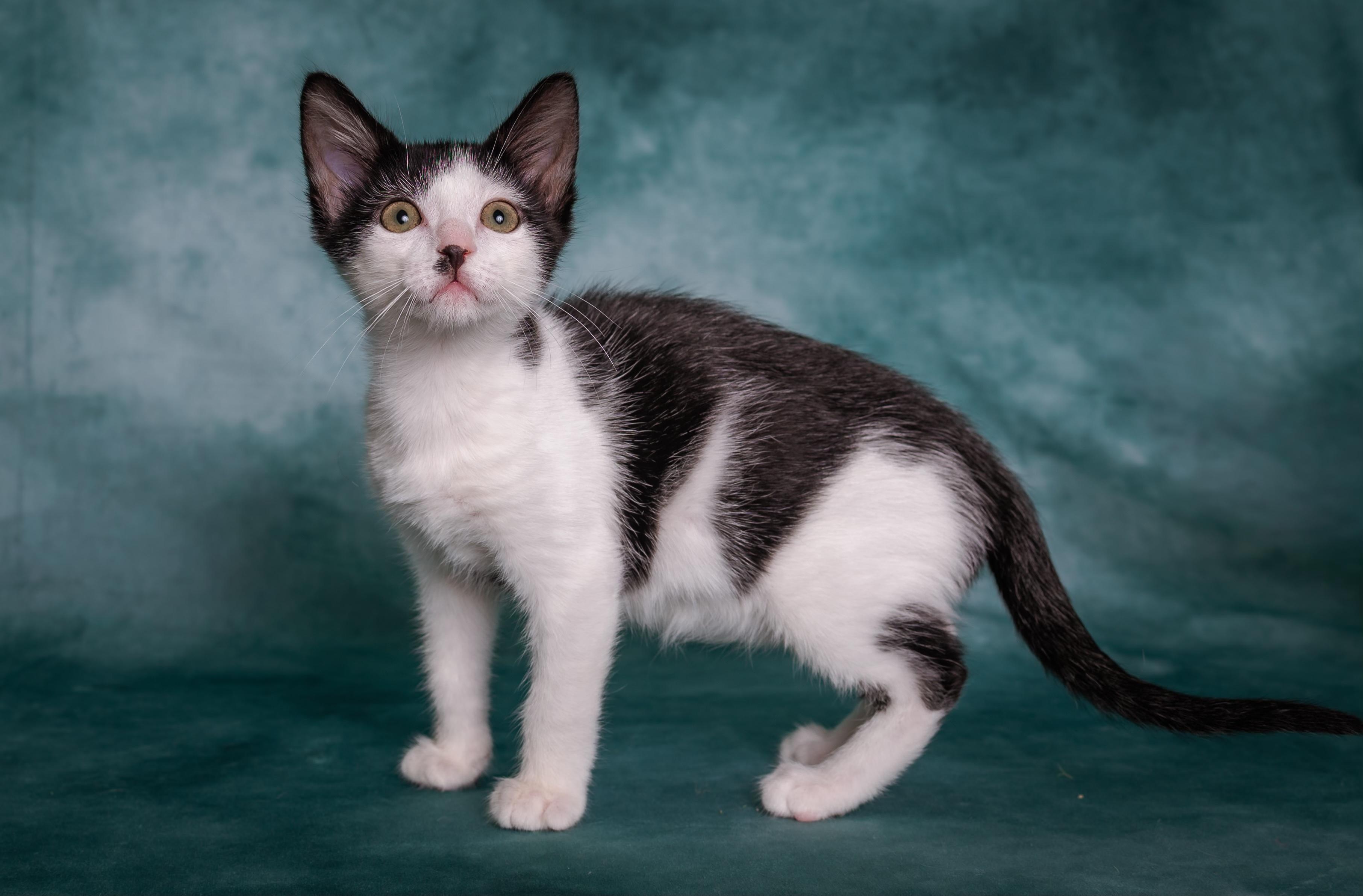 Enlarge Shasta, a ADOPTABLE Domestic Short Hair in Houston, TX image 1/6
