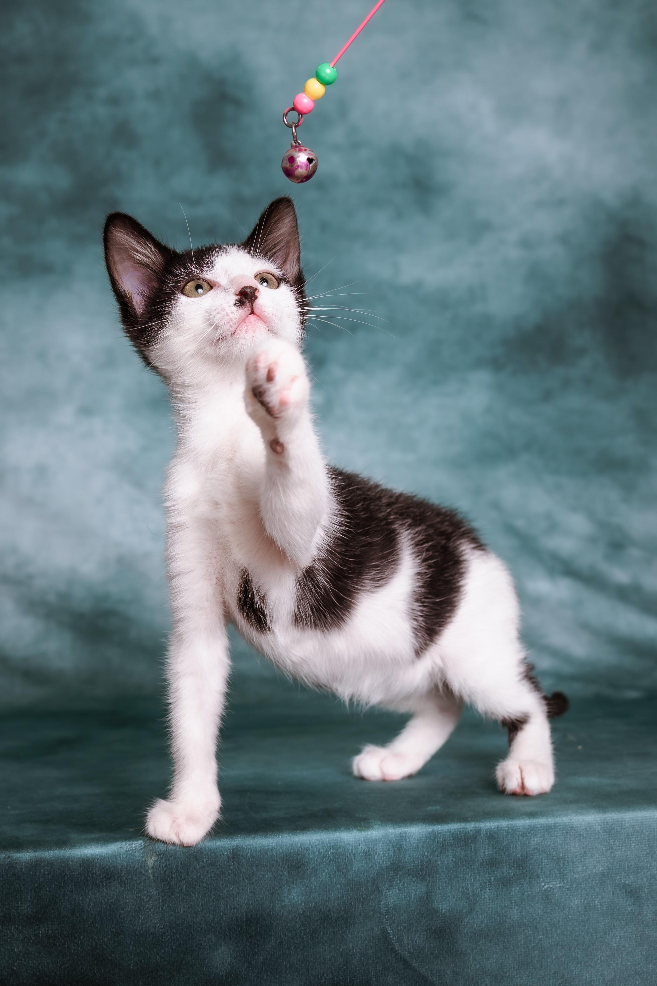 Enlarge Shasta, a ADOPTABLE Domestic Short Hair in Houston, TX image 6/6